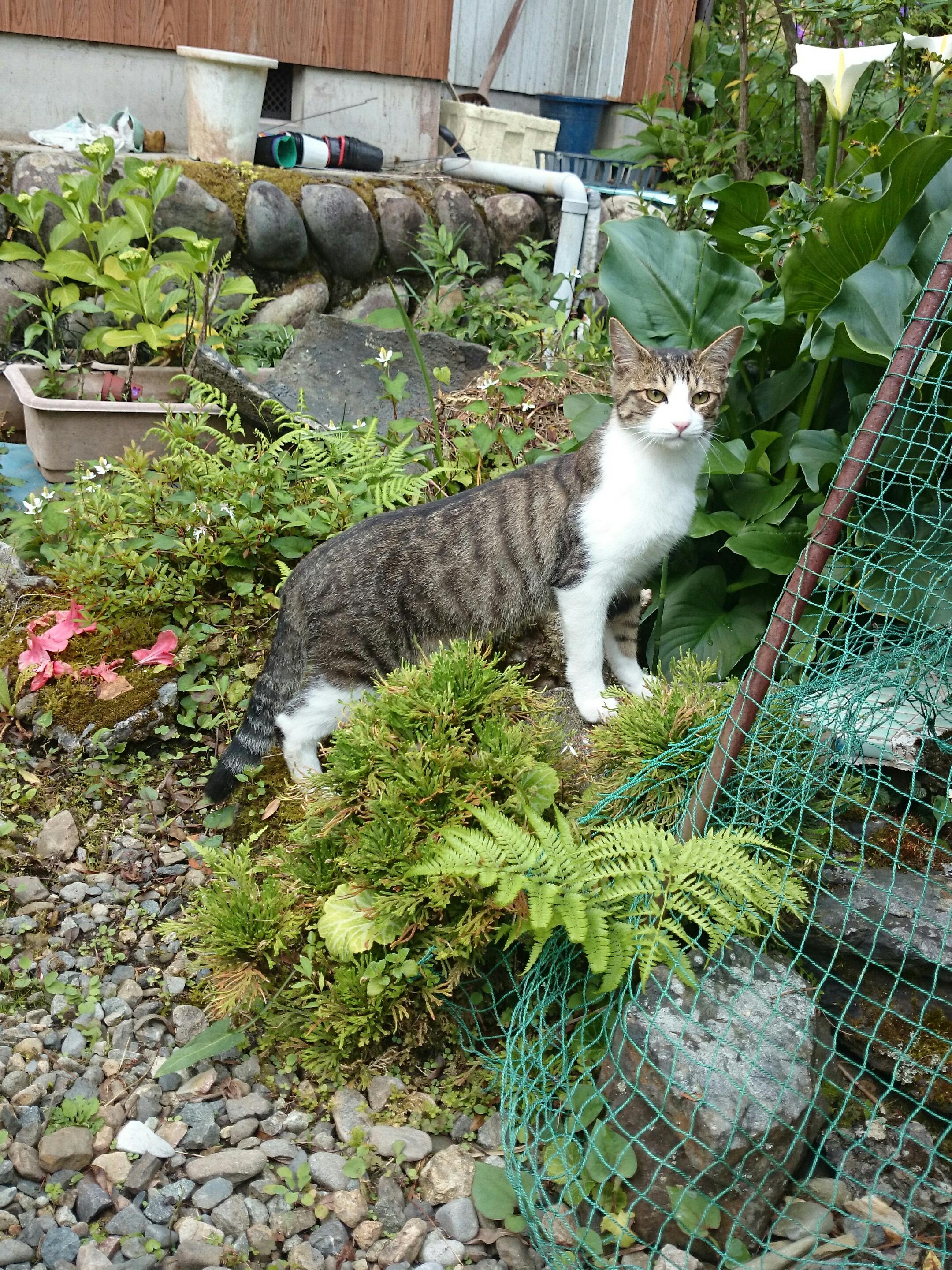 わんにゃんサイトの猫の写真