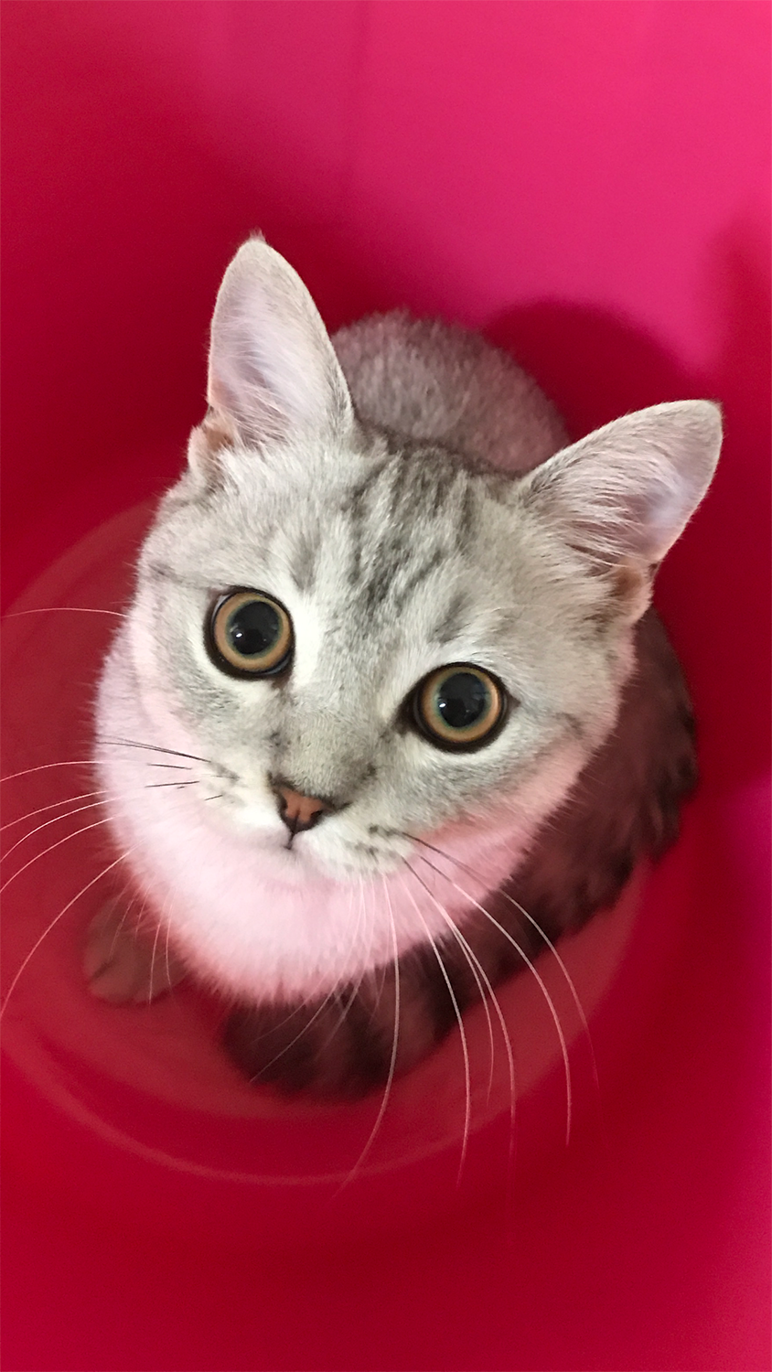 わんにゃんサイトの猫の写真