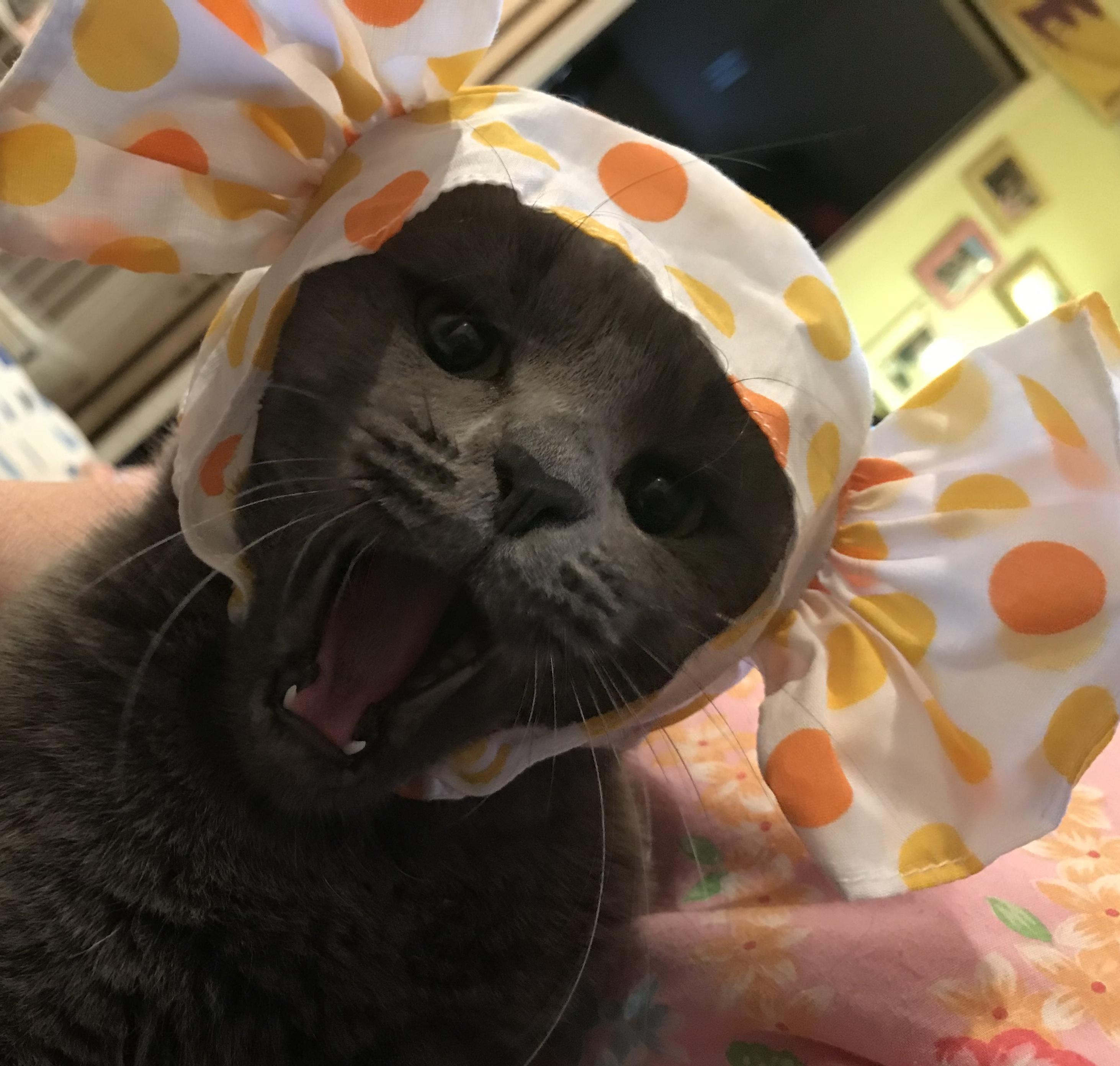 わんにゃんサイトの猫の写真