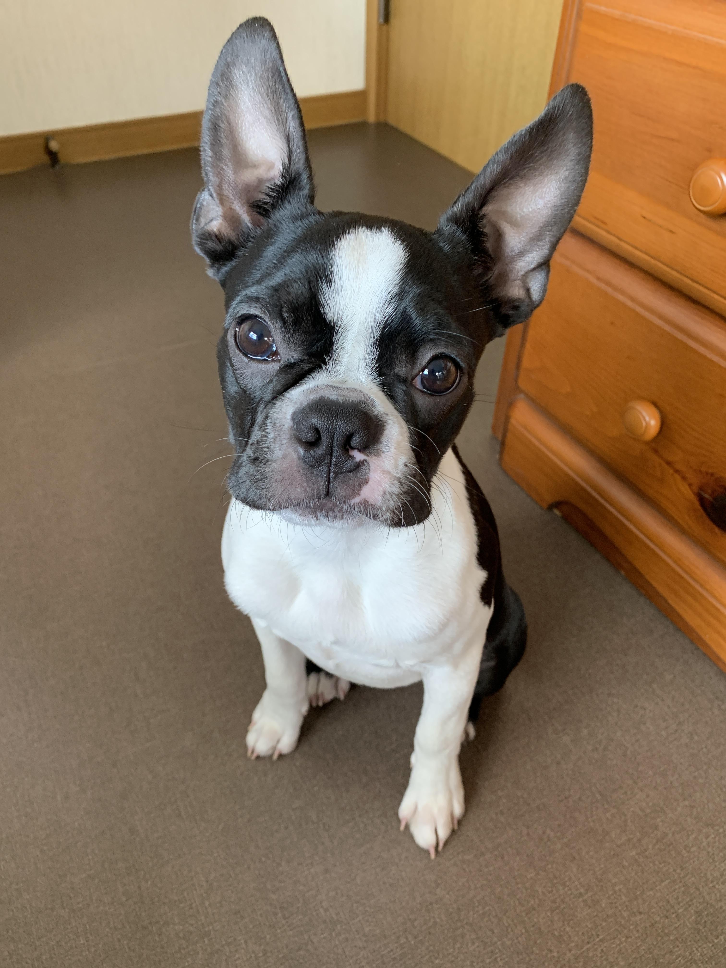 わんにゃんサイトの犬の写真