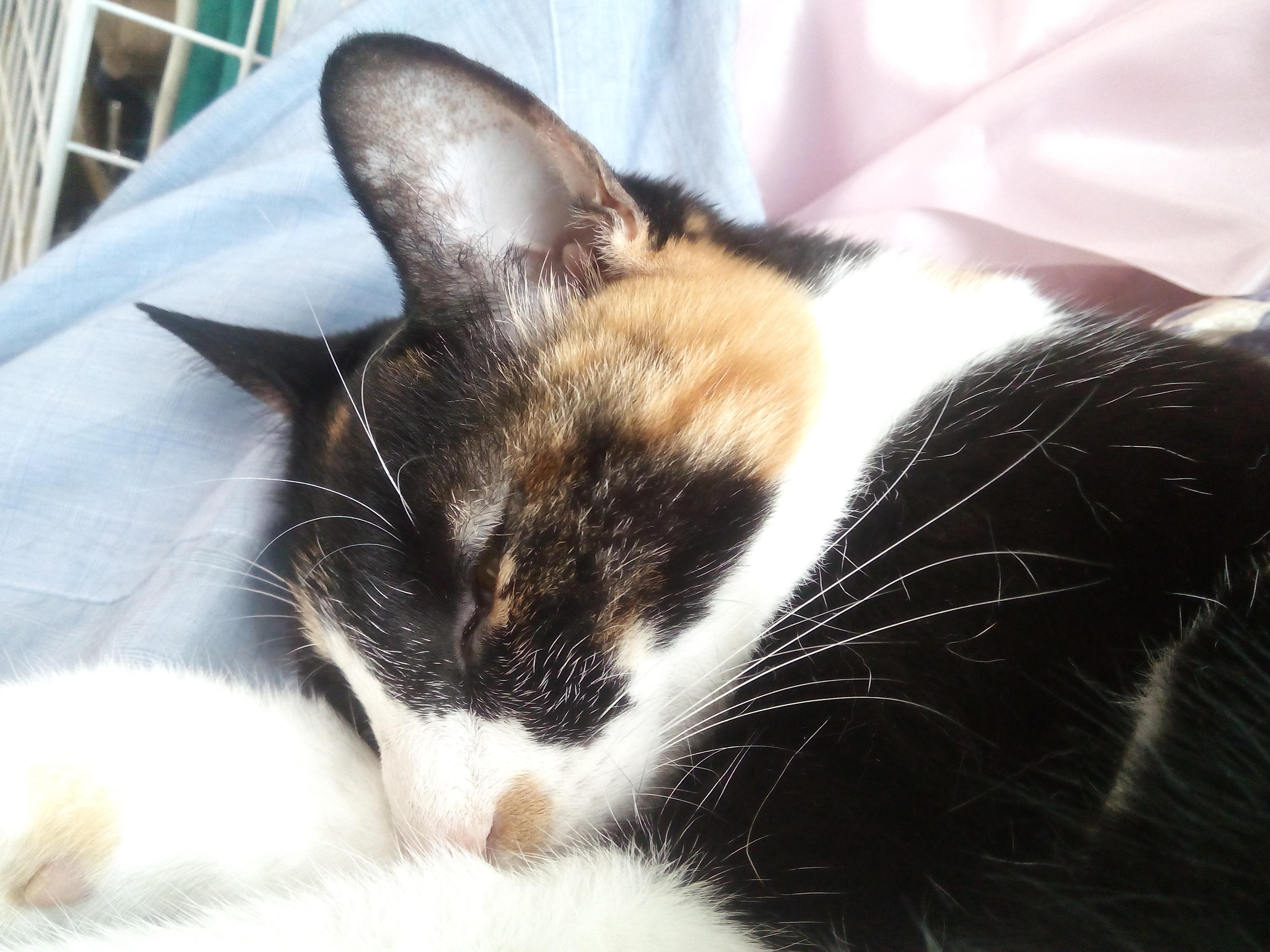 わんにゃんサイトの猫の写真