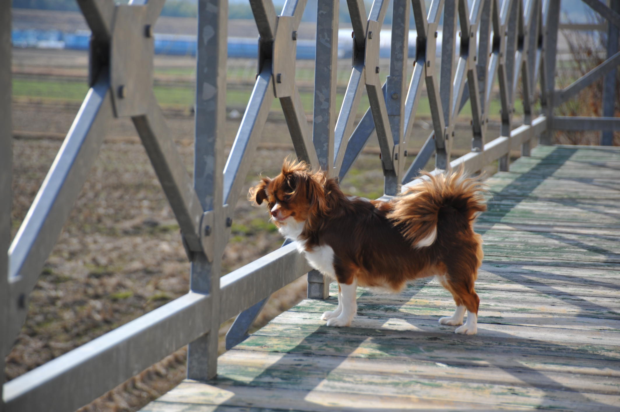 わんにゃんサイトの犬の写真