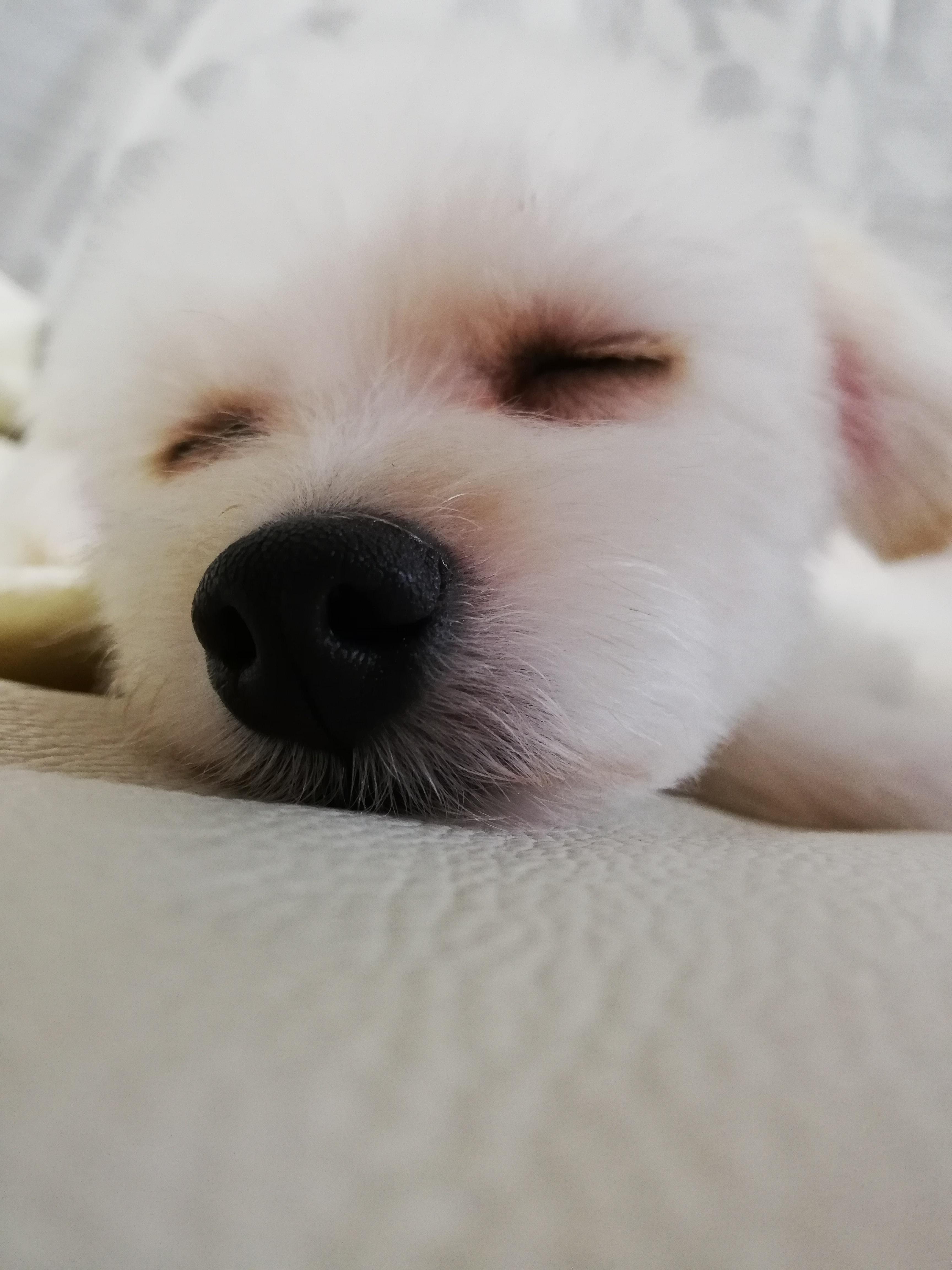 わんにゃんサイトの犬の写真