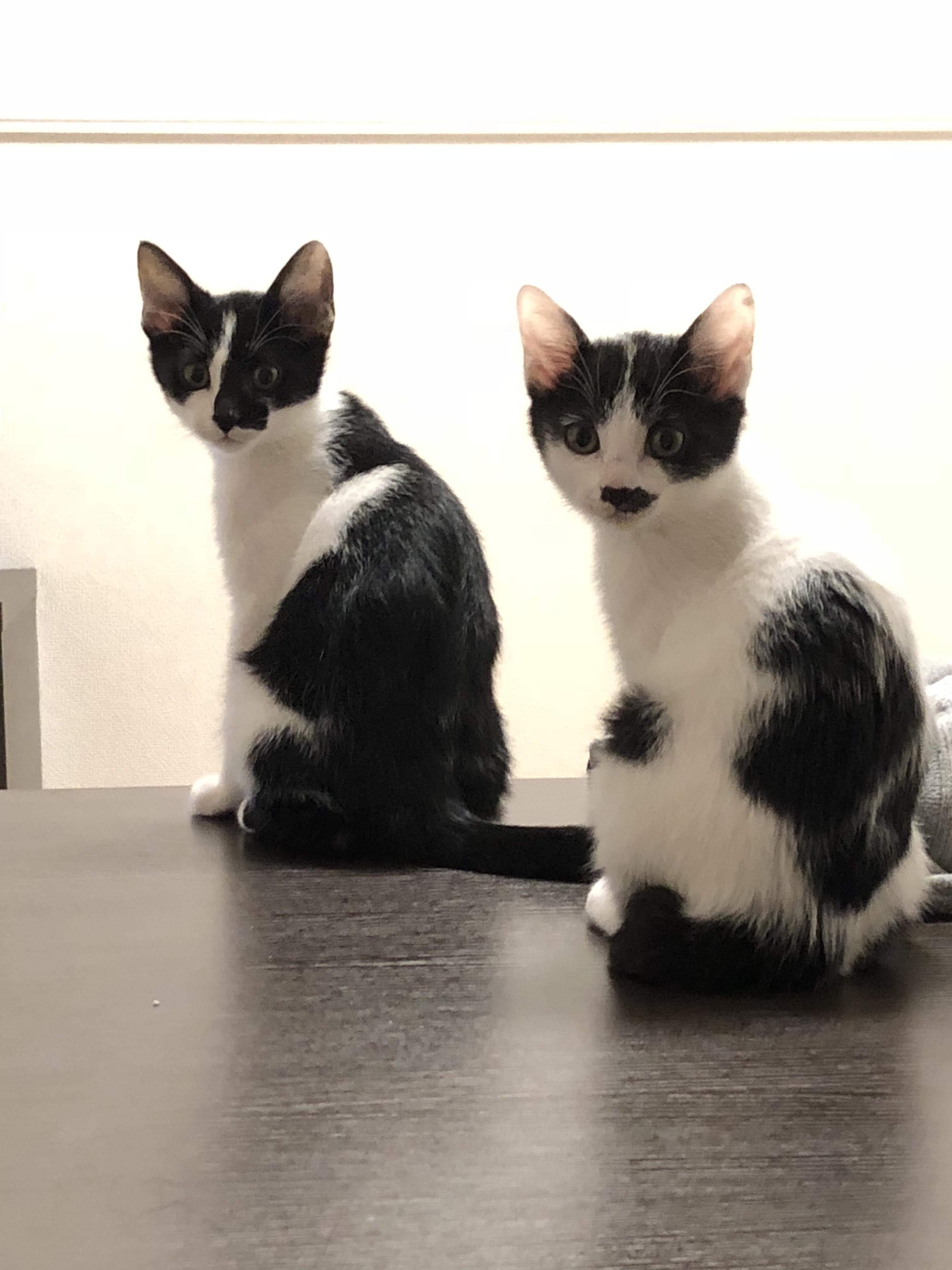 わんにゃんサイトの猫の写真