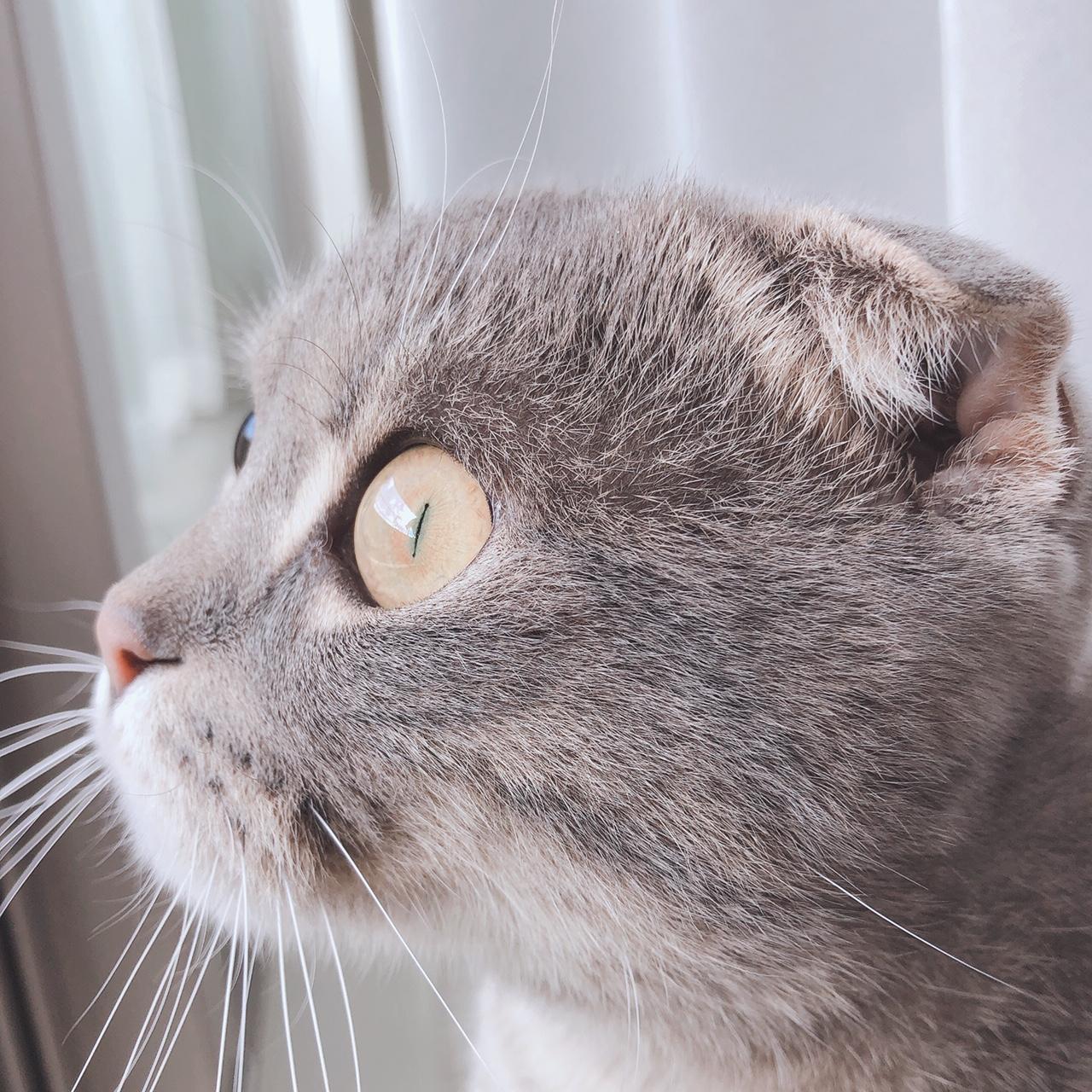 わんにゃんサイトの猫の写真