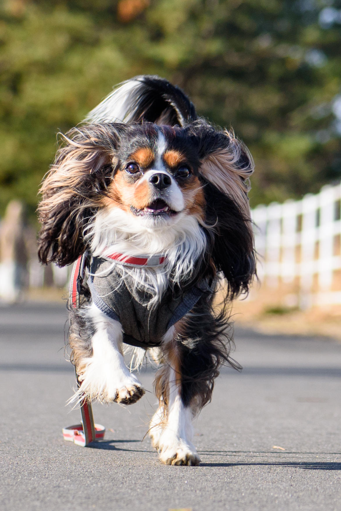 わんにゃんサイトの犬の写真