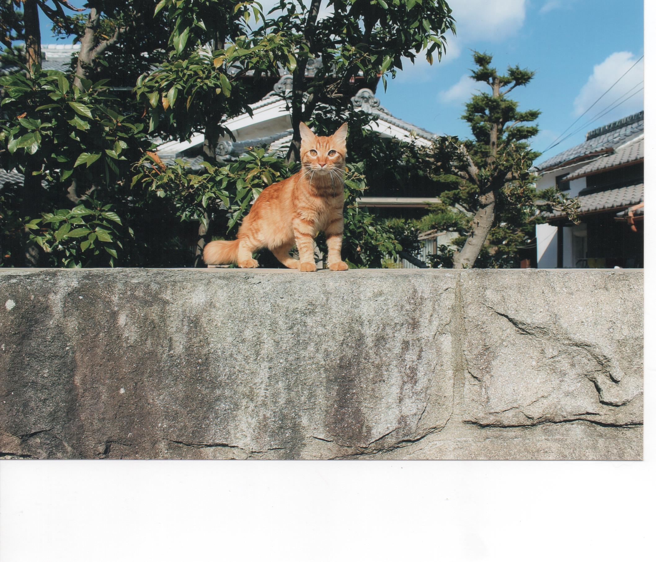 わんにゃんサイトの猫の写真