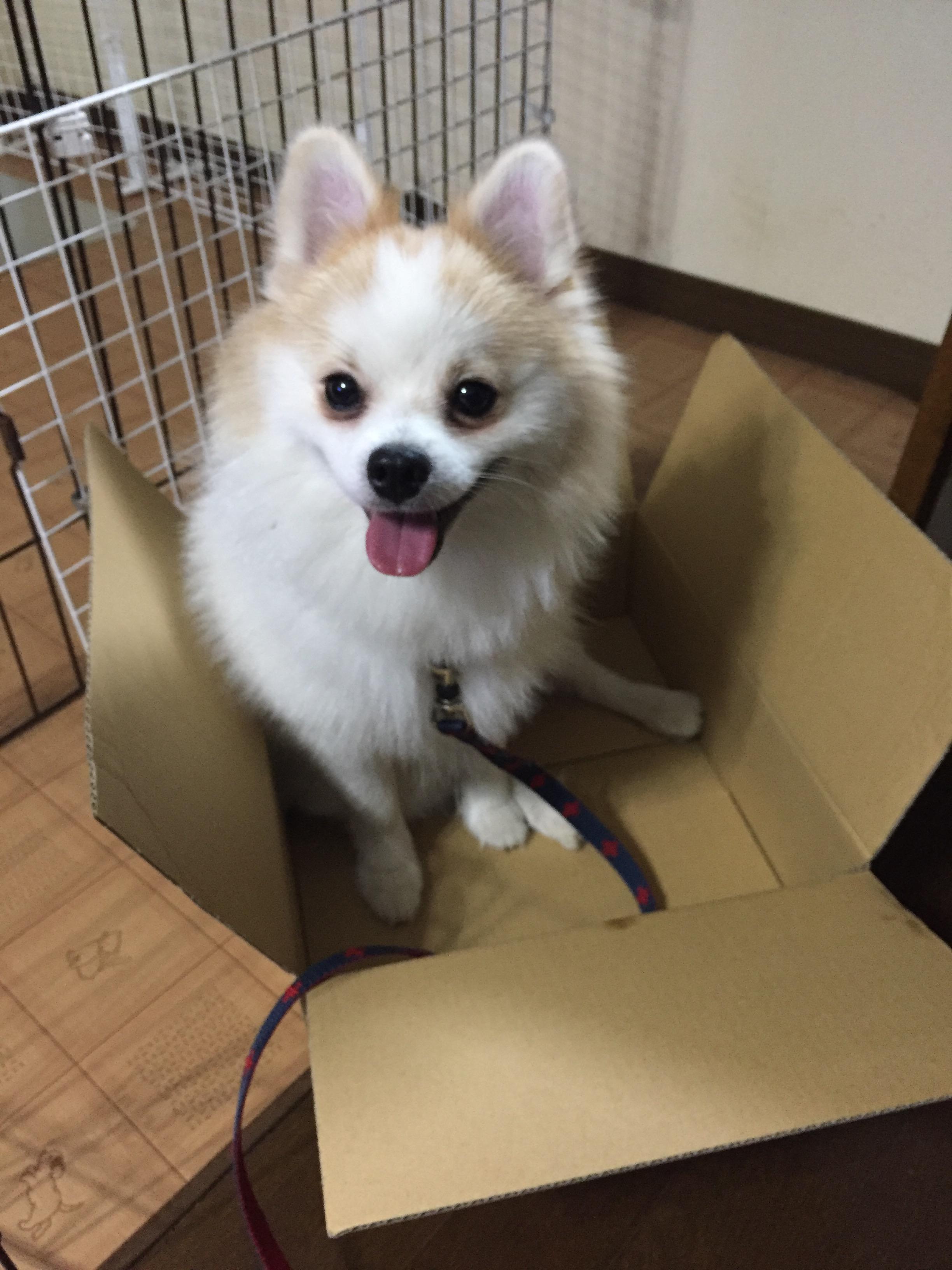 わんにゃんサイトの犬の写真