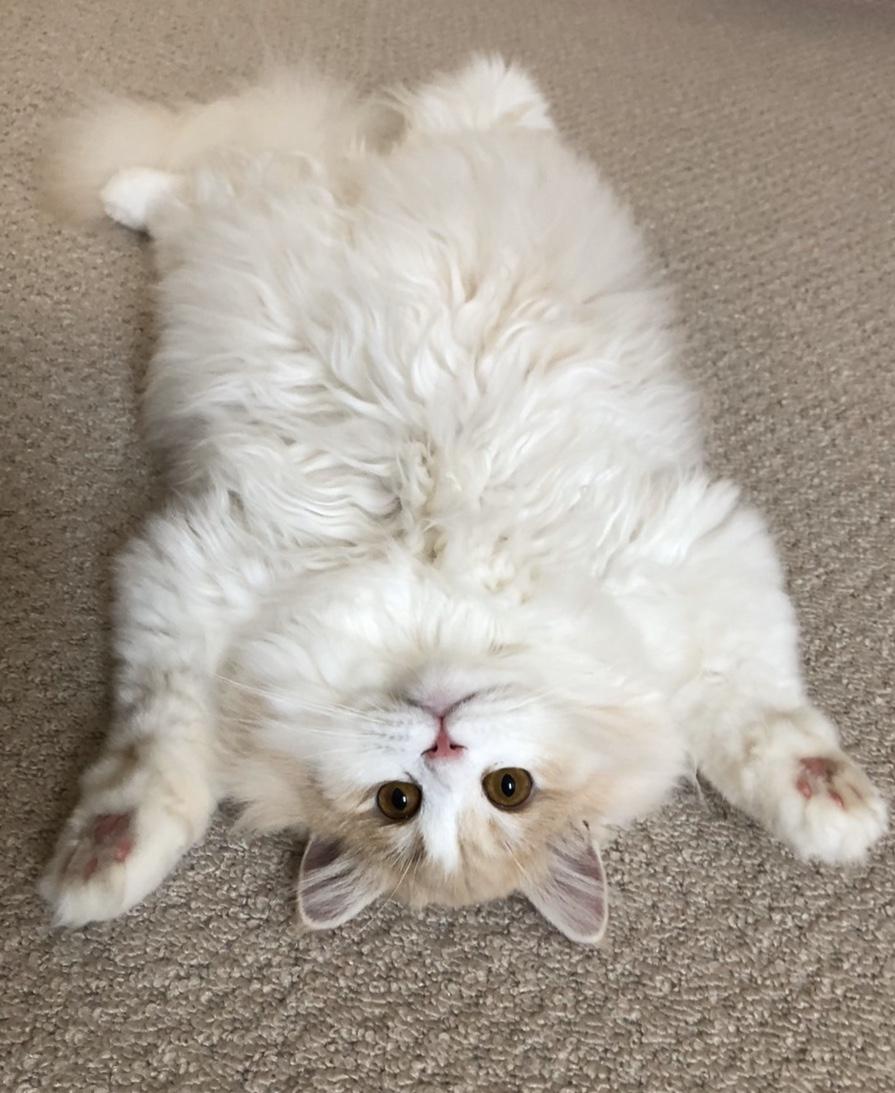 わんにゃんサイトの猫の写真