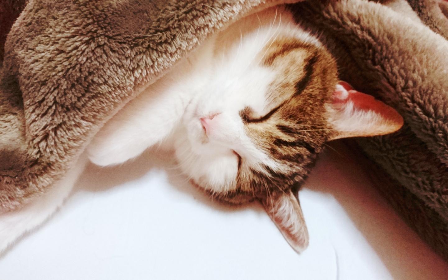 わんにゃんサイトの猫の写真