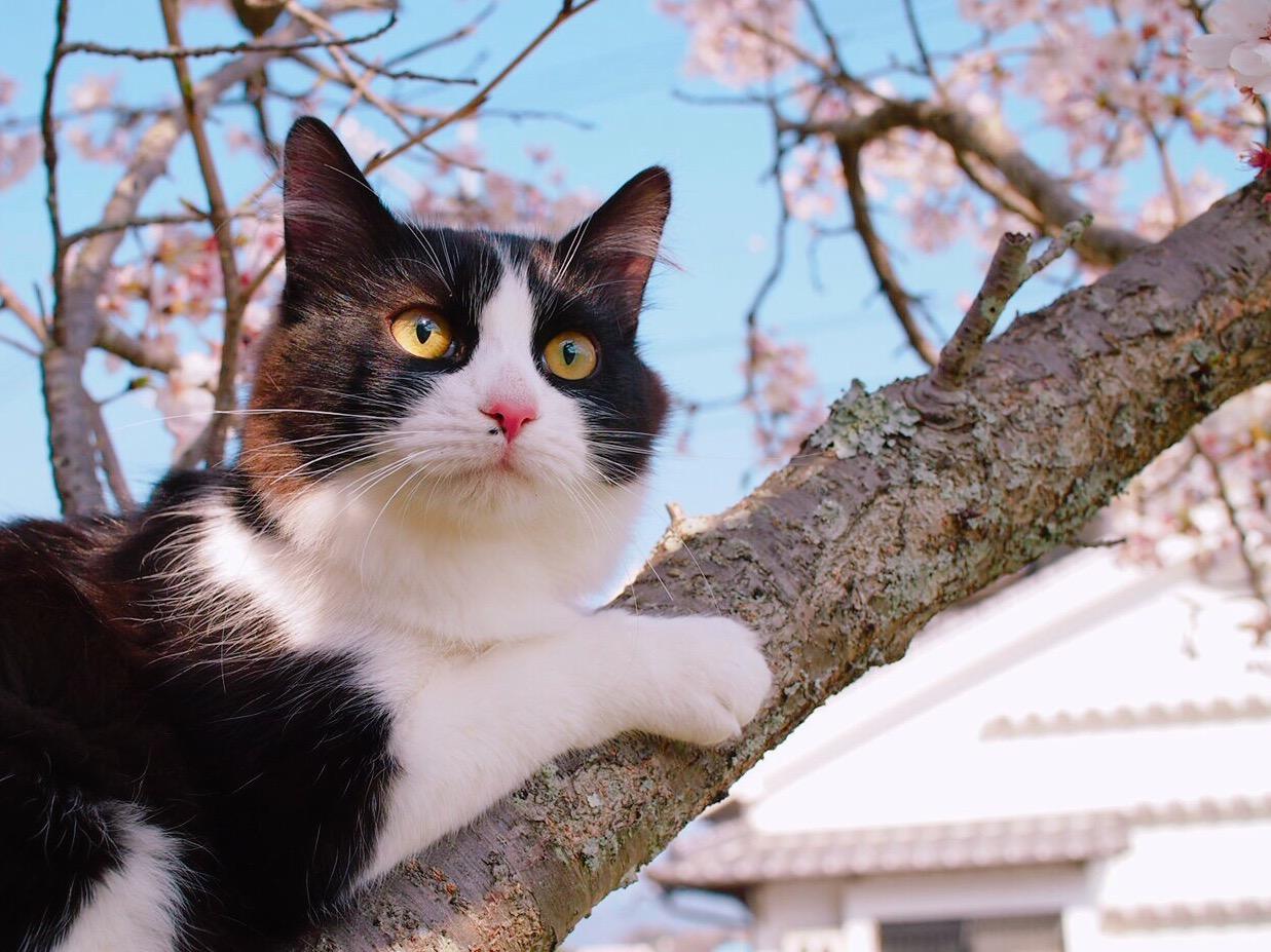 わんにゃんサイトの猫の写真