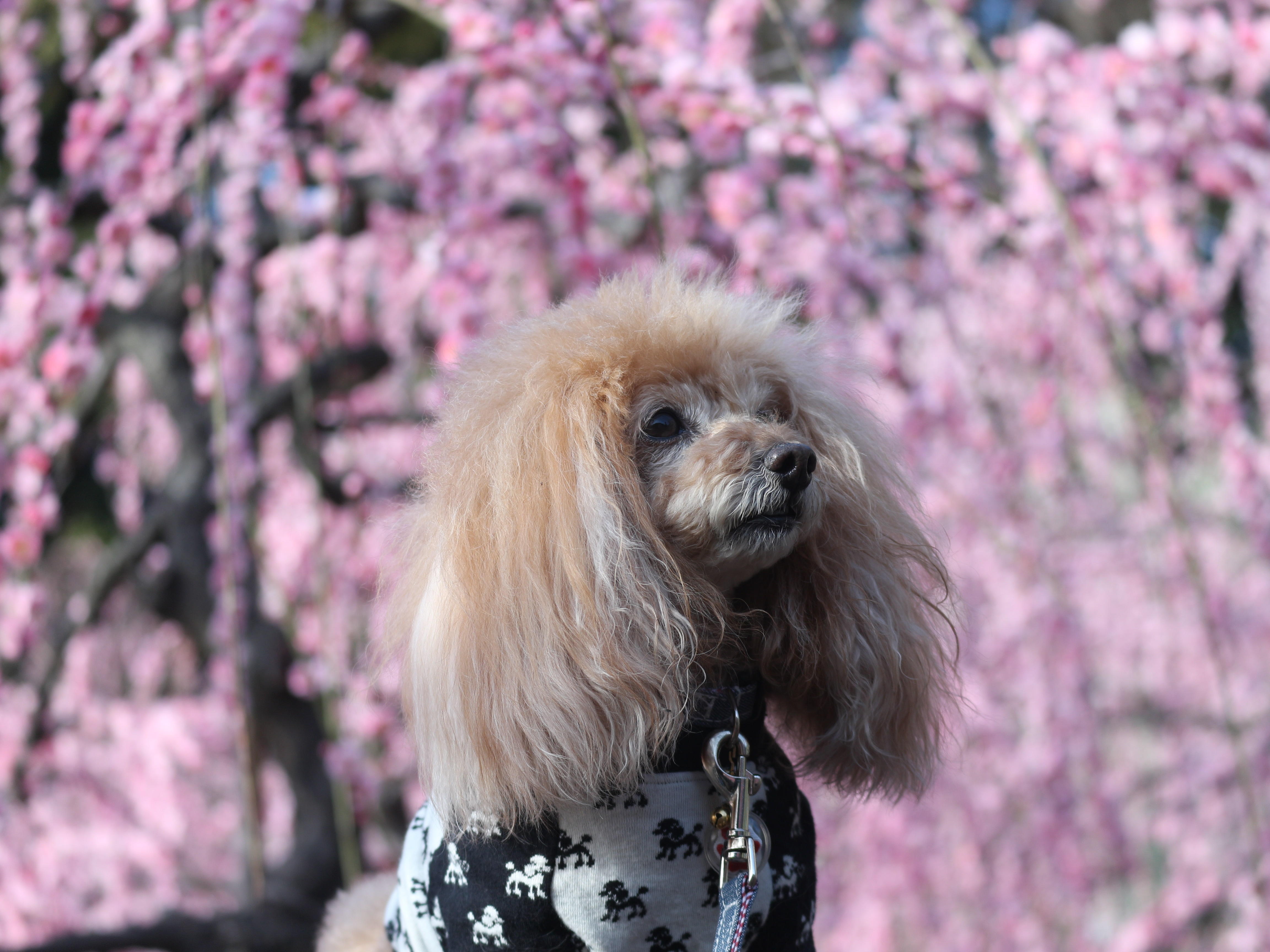 わんにゃんサイトの犬の写真
