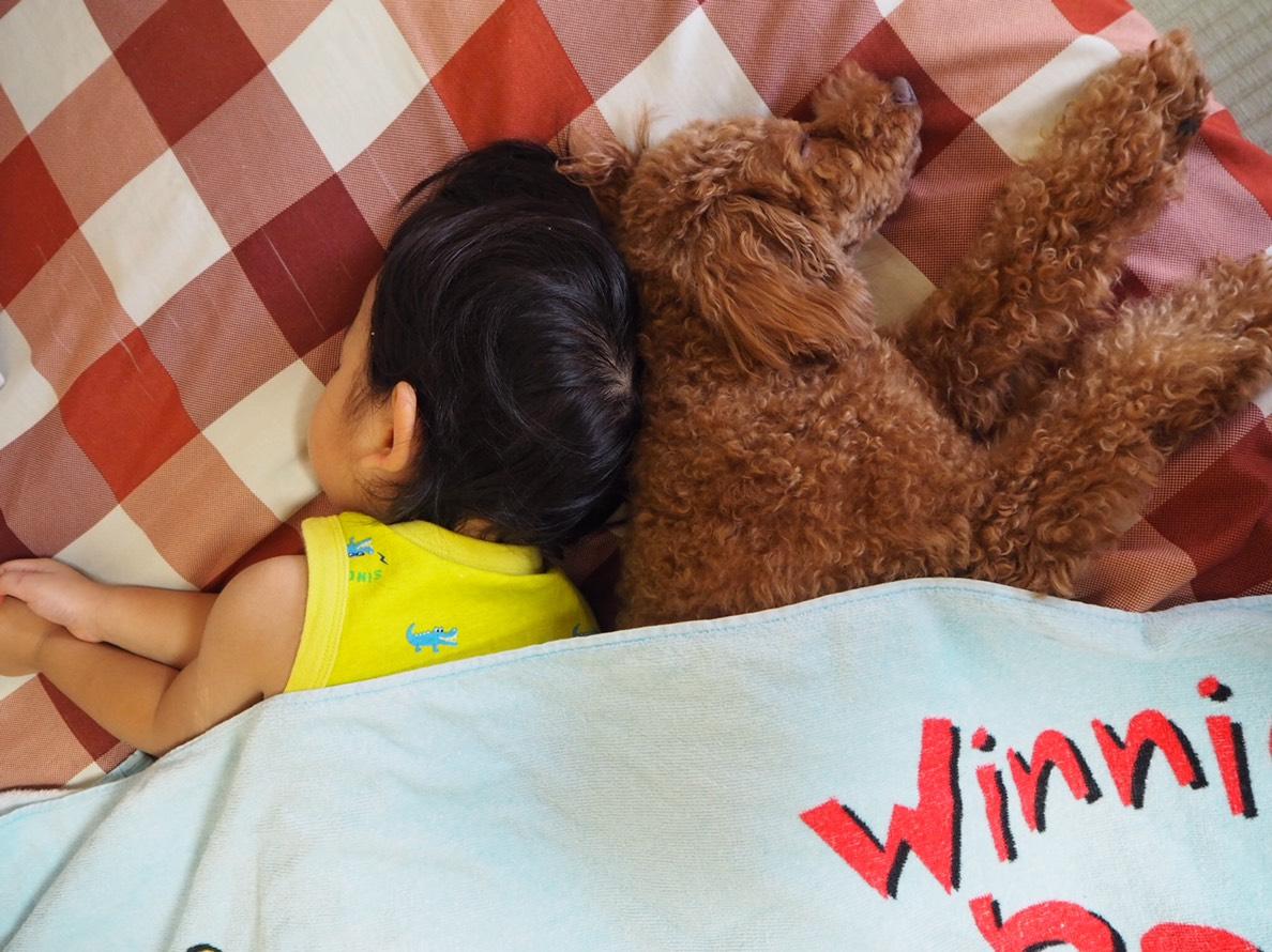 わんにゃんサイトの犬の写真