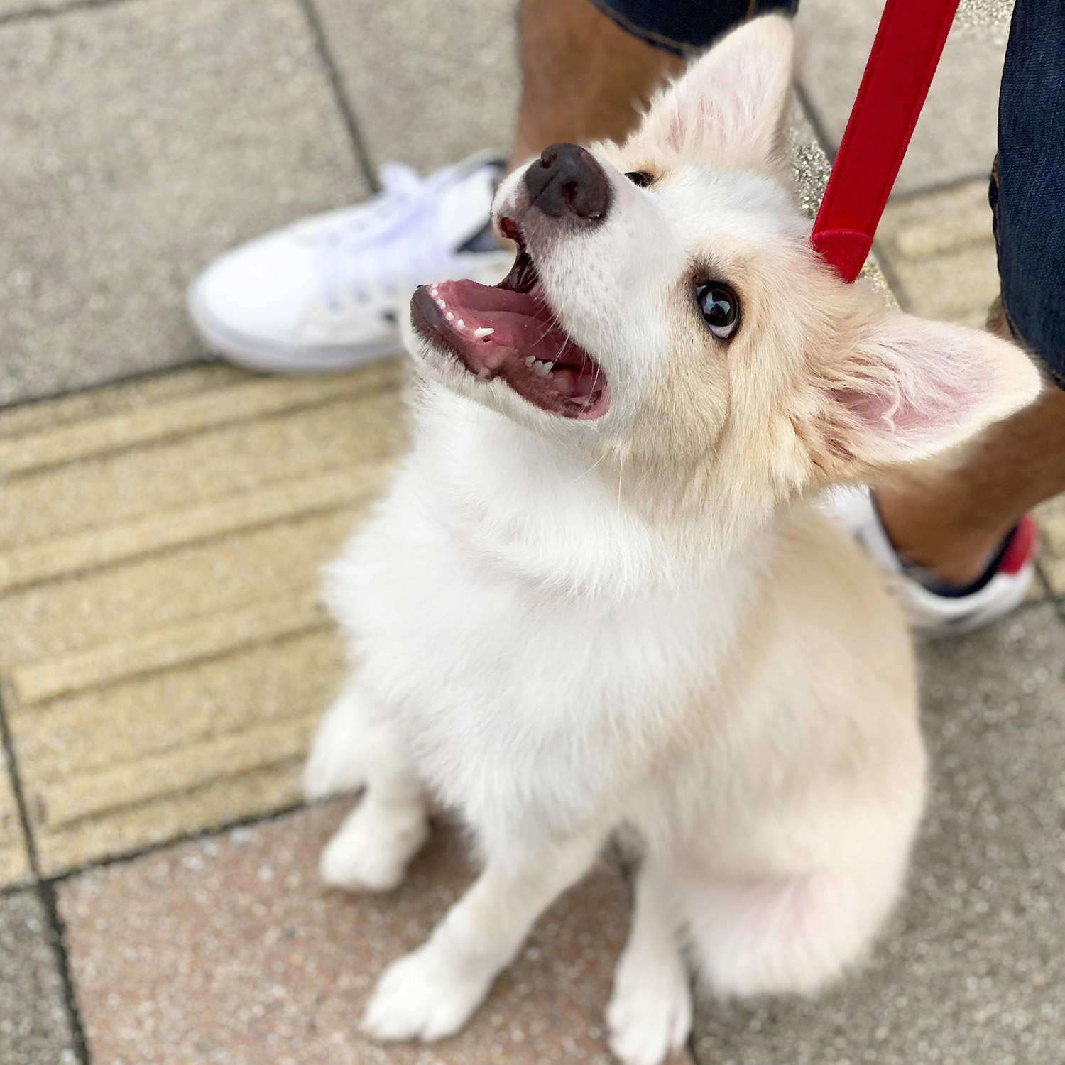 わんにゃんサイトの犬の写真