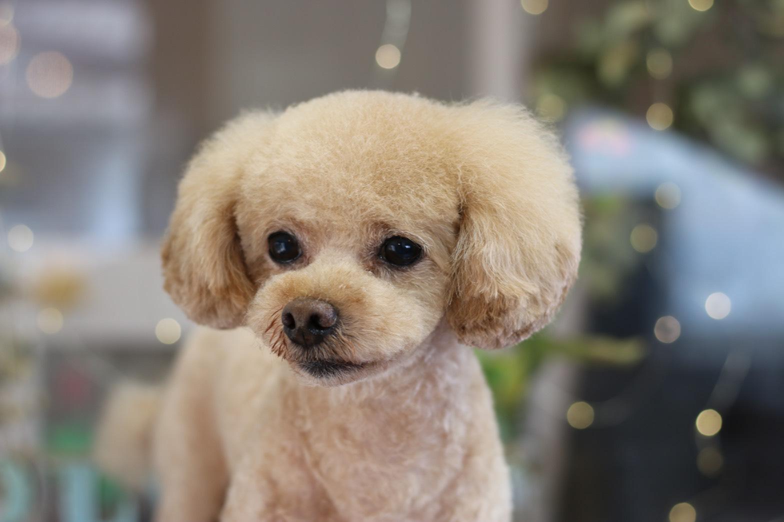 わんにゃんサイトの犬の写真