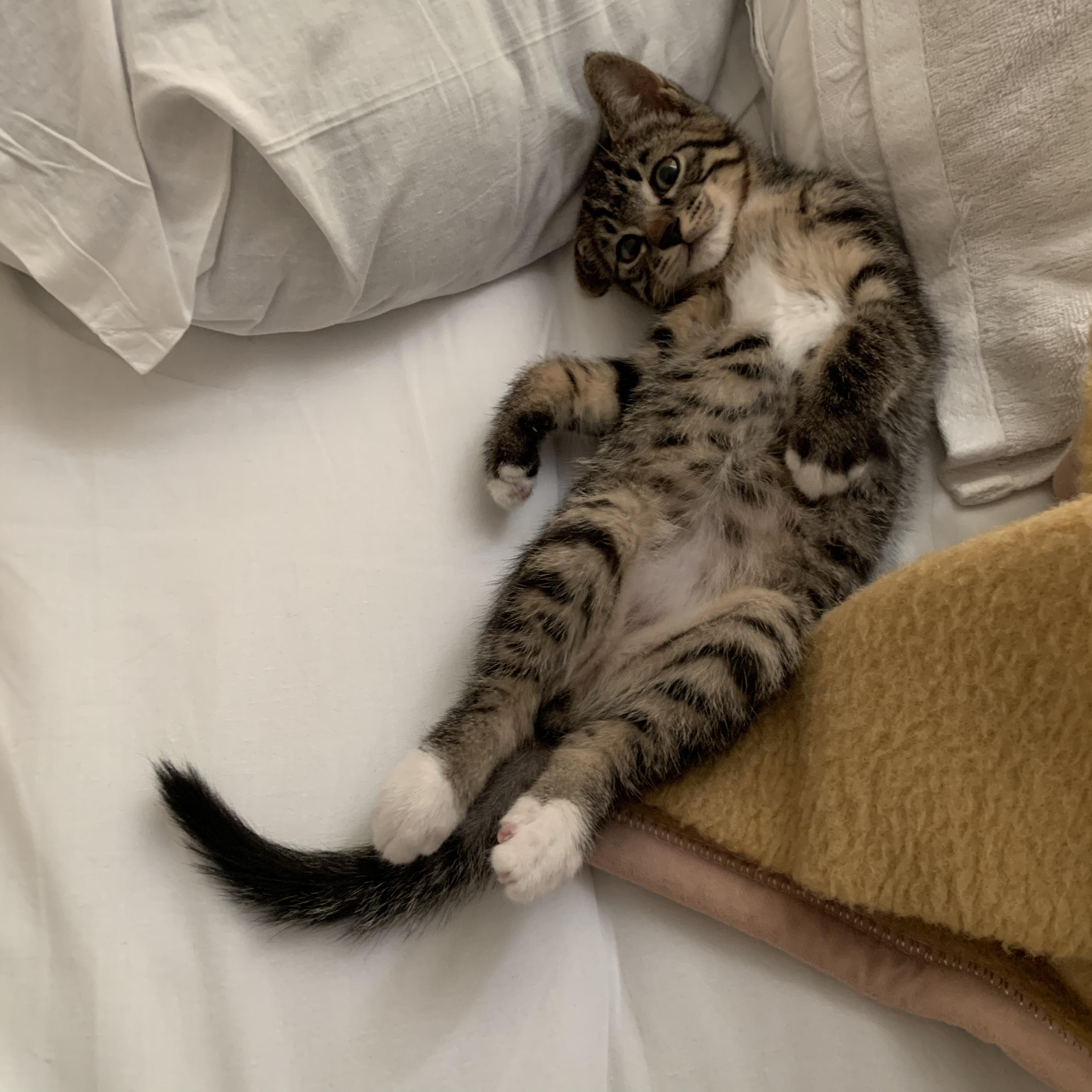 わんにゃんサイトの猫の写真