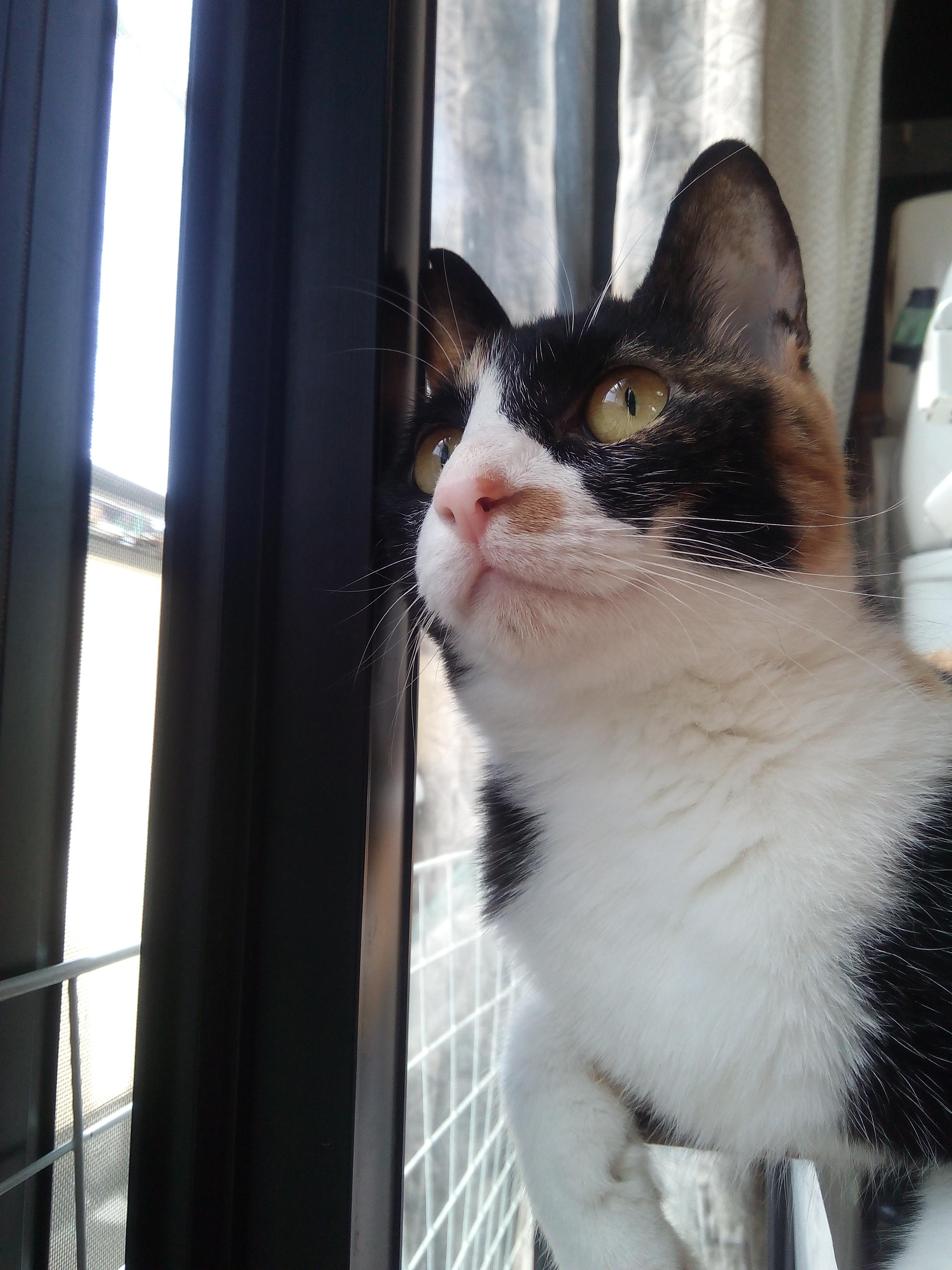 わんにゃんサイトの猫の写真