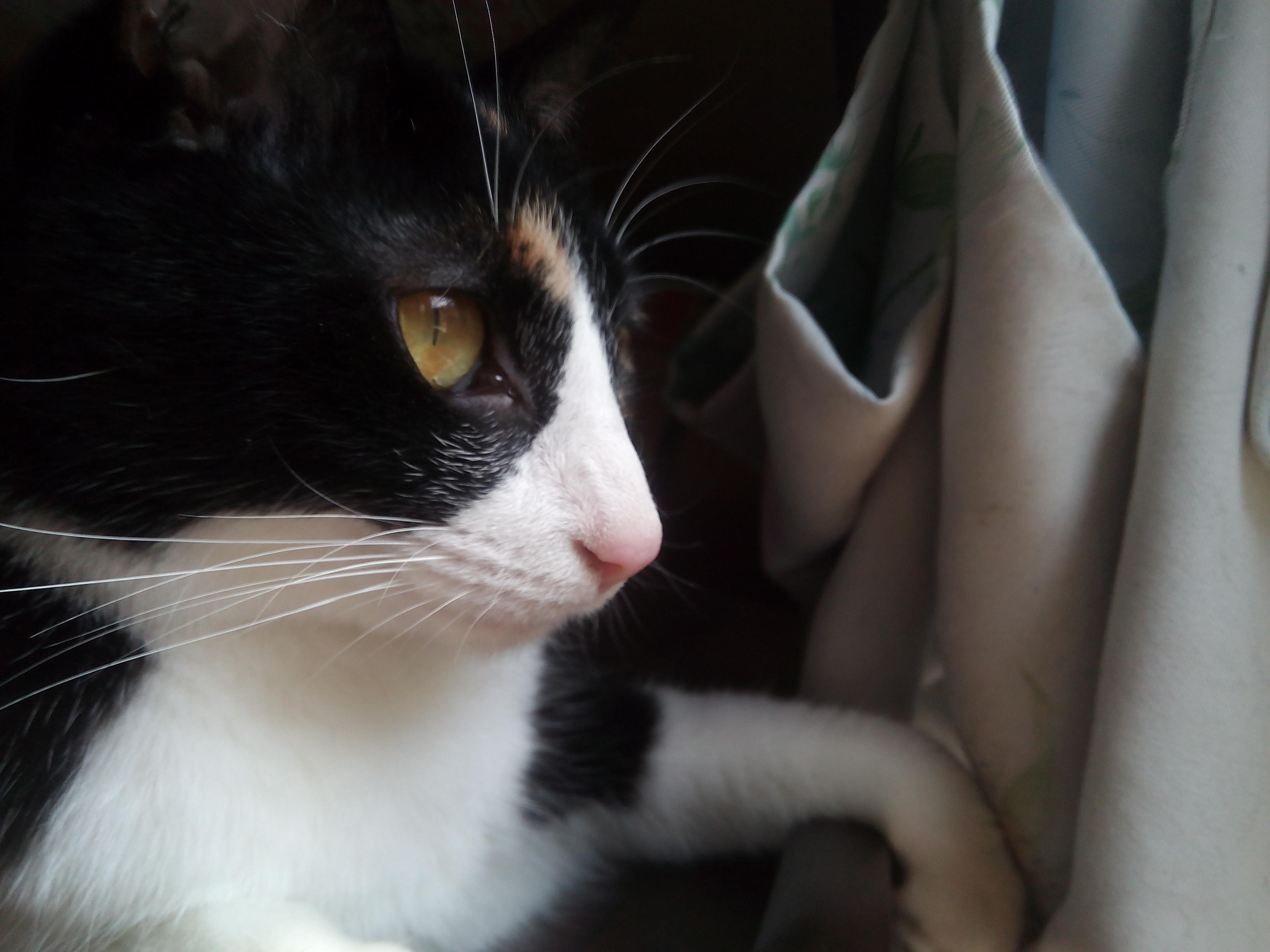 わんにゃんサイトの猫の写真