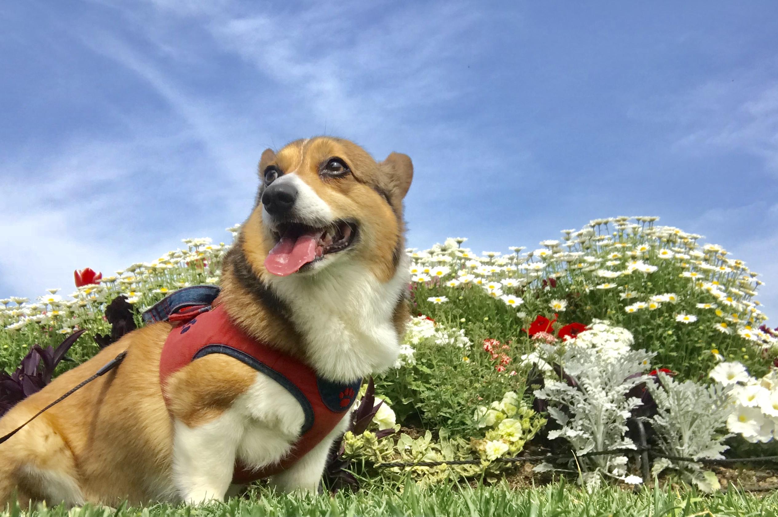 わんにゃんサイトの犬の写真