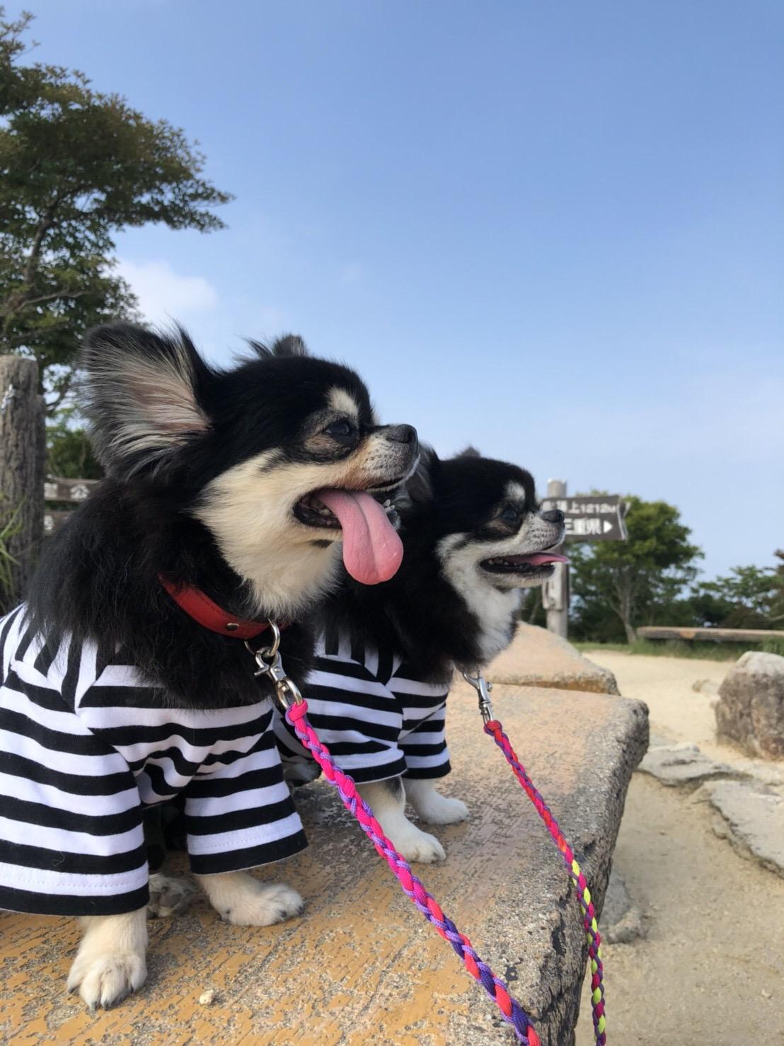 わんにゃんサイトの犬の写真