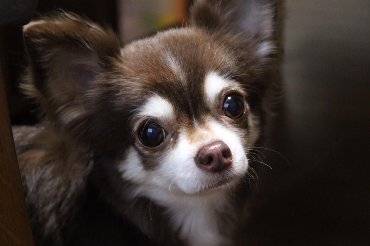 わんにゃんサイトの犬の写真