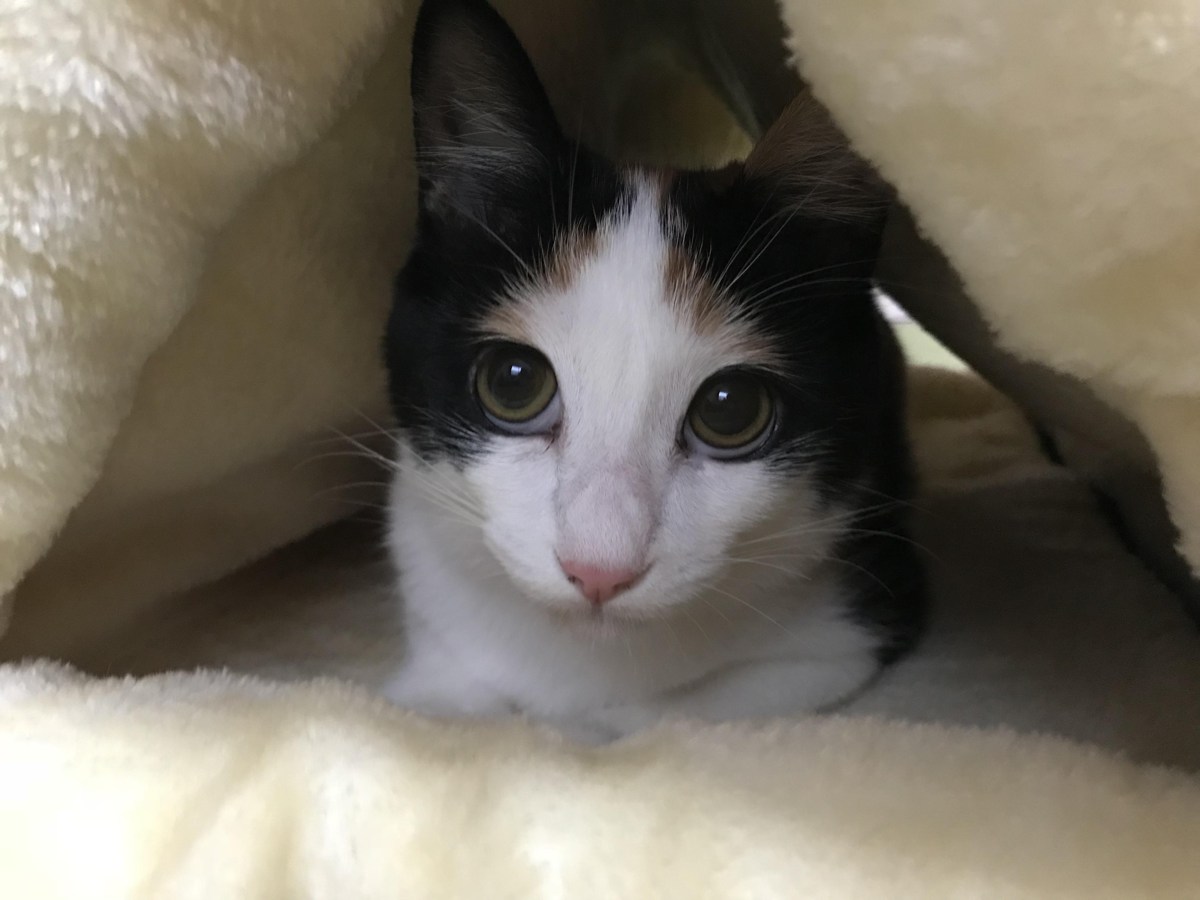 わんにゃんサイトの猫の写真