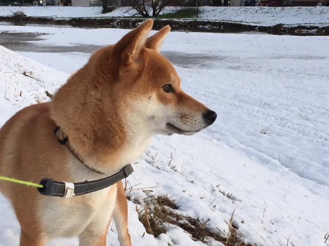 わんにゃんサイトの犬の写真