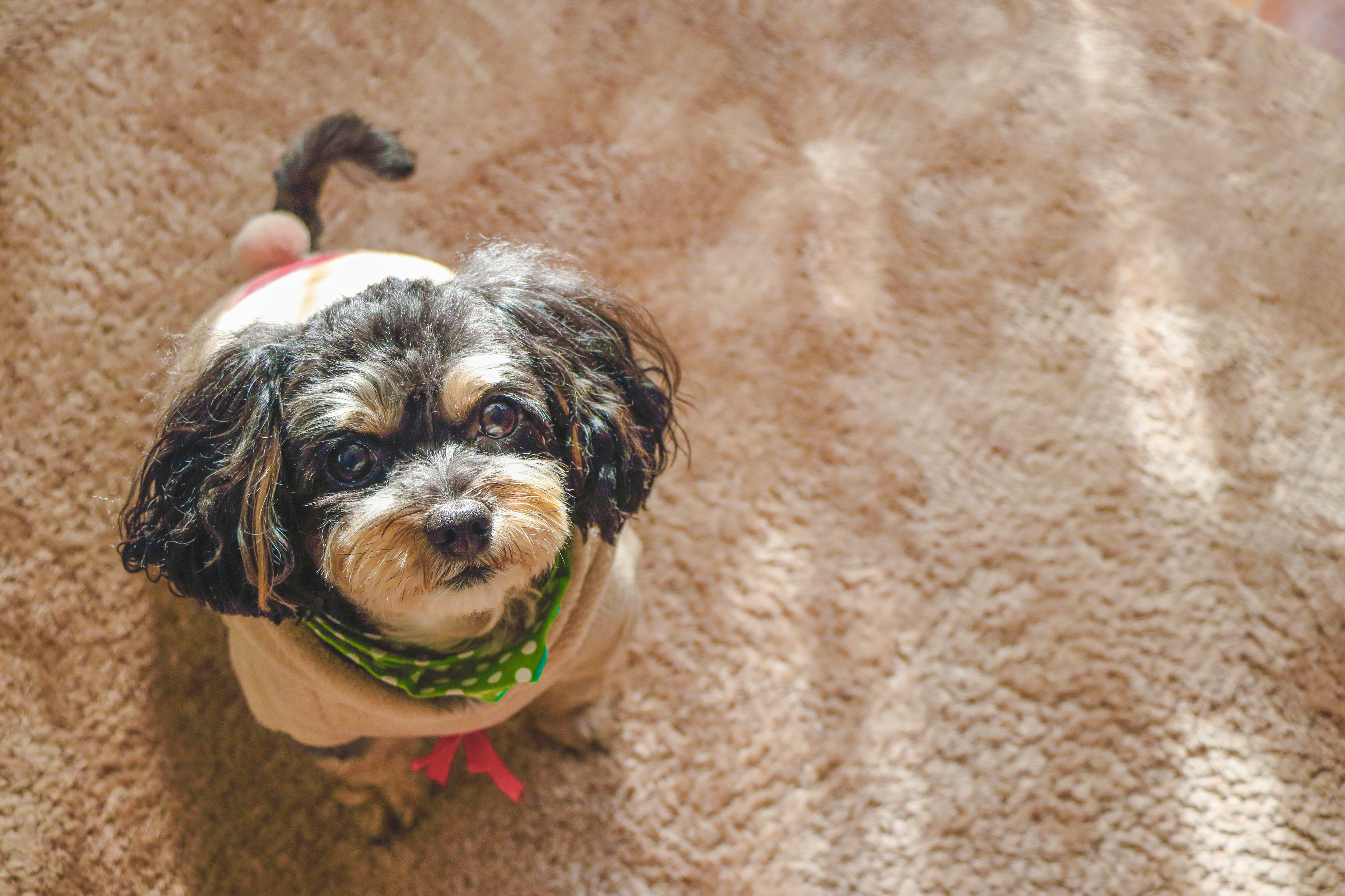 わんにゃんサイトの犬の写真