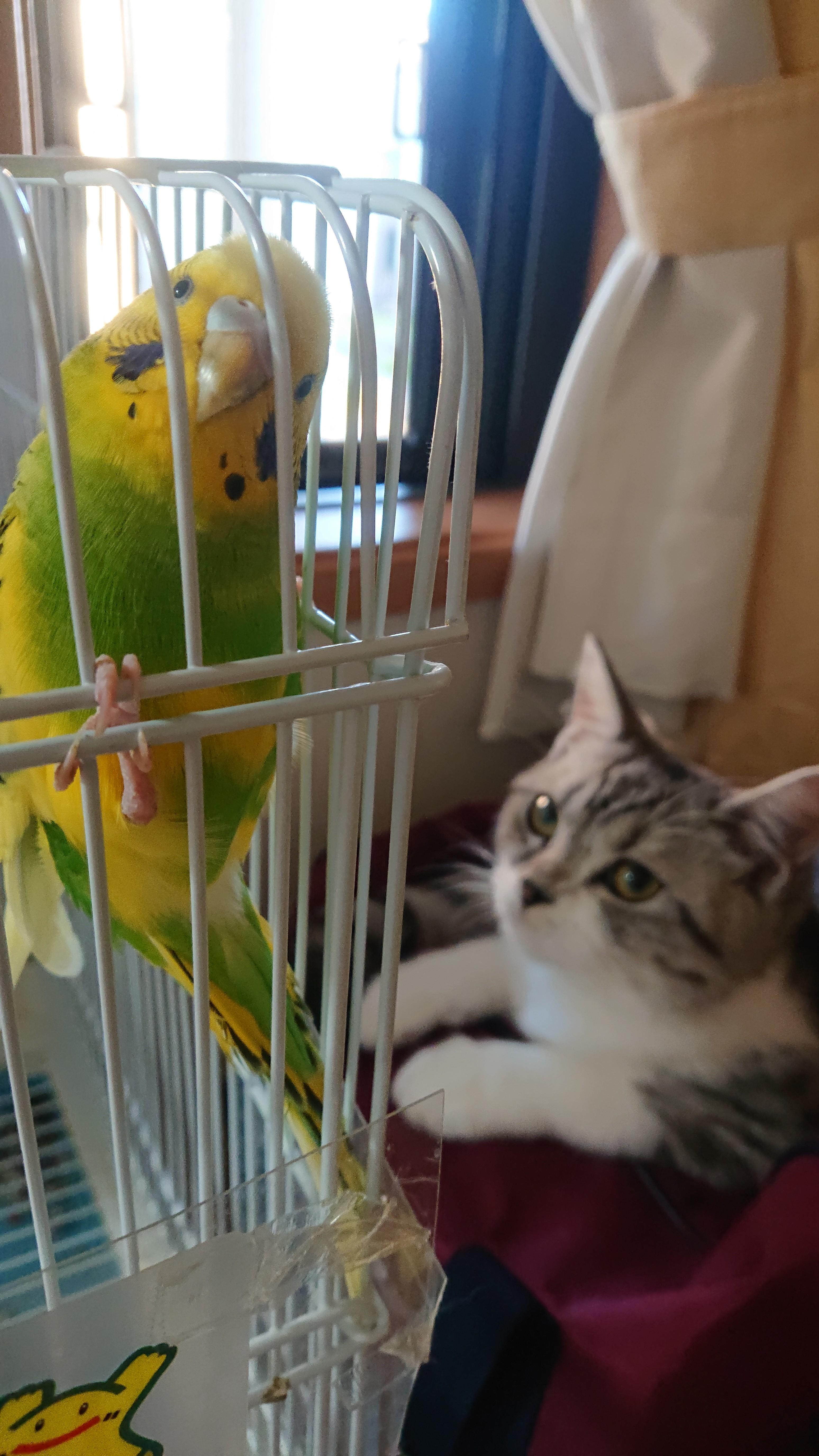 わんにゃんサイトの猫の写真