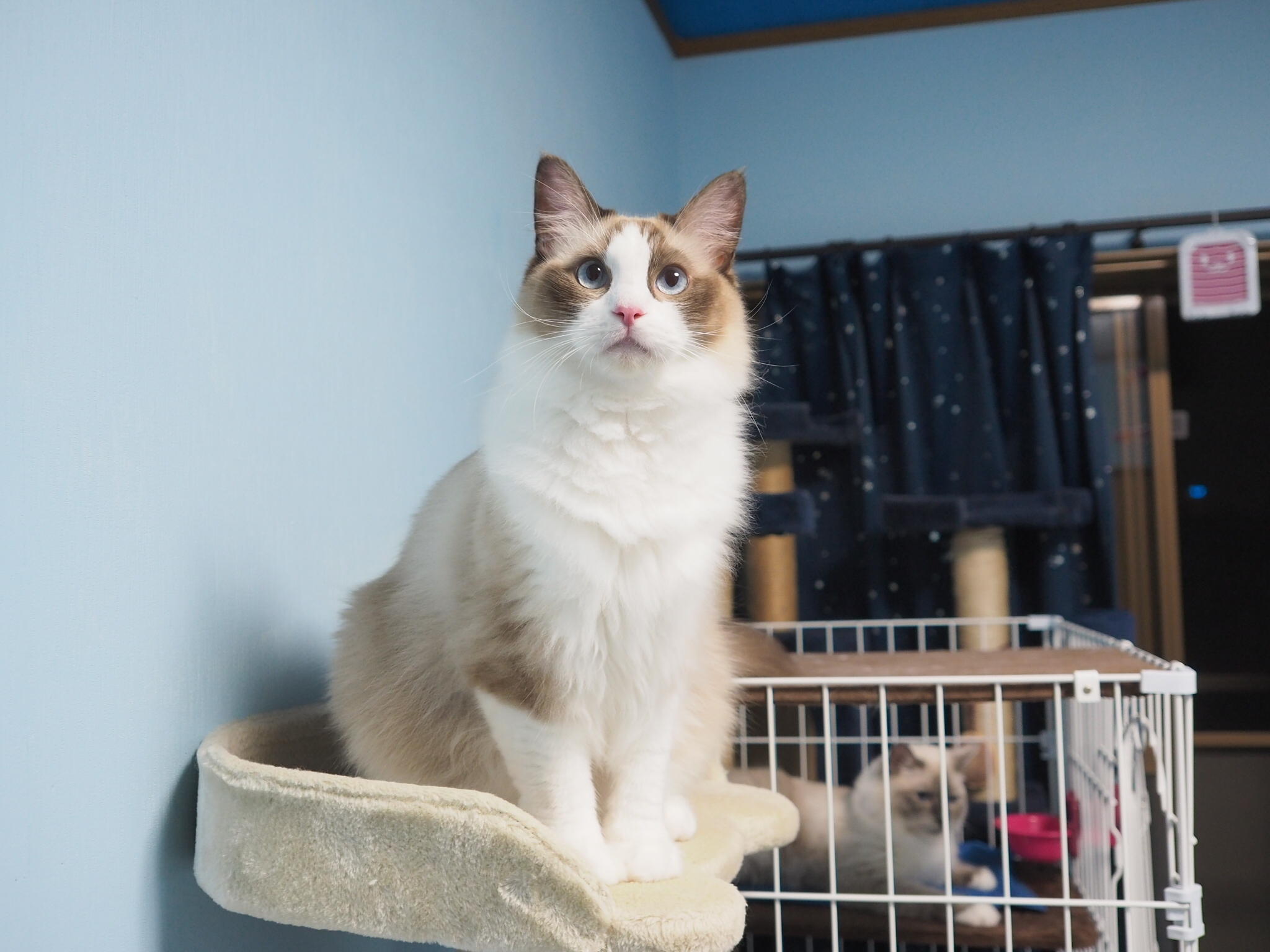 わんにゃんサイトの猫の写真