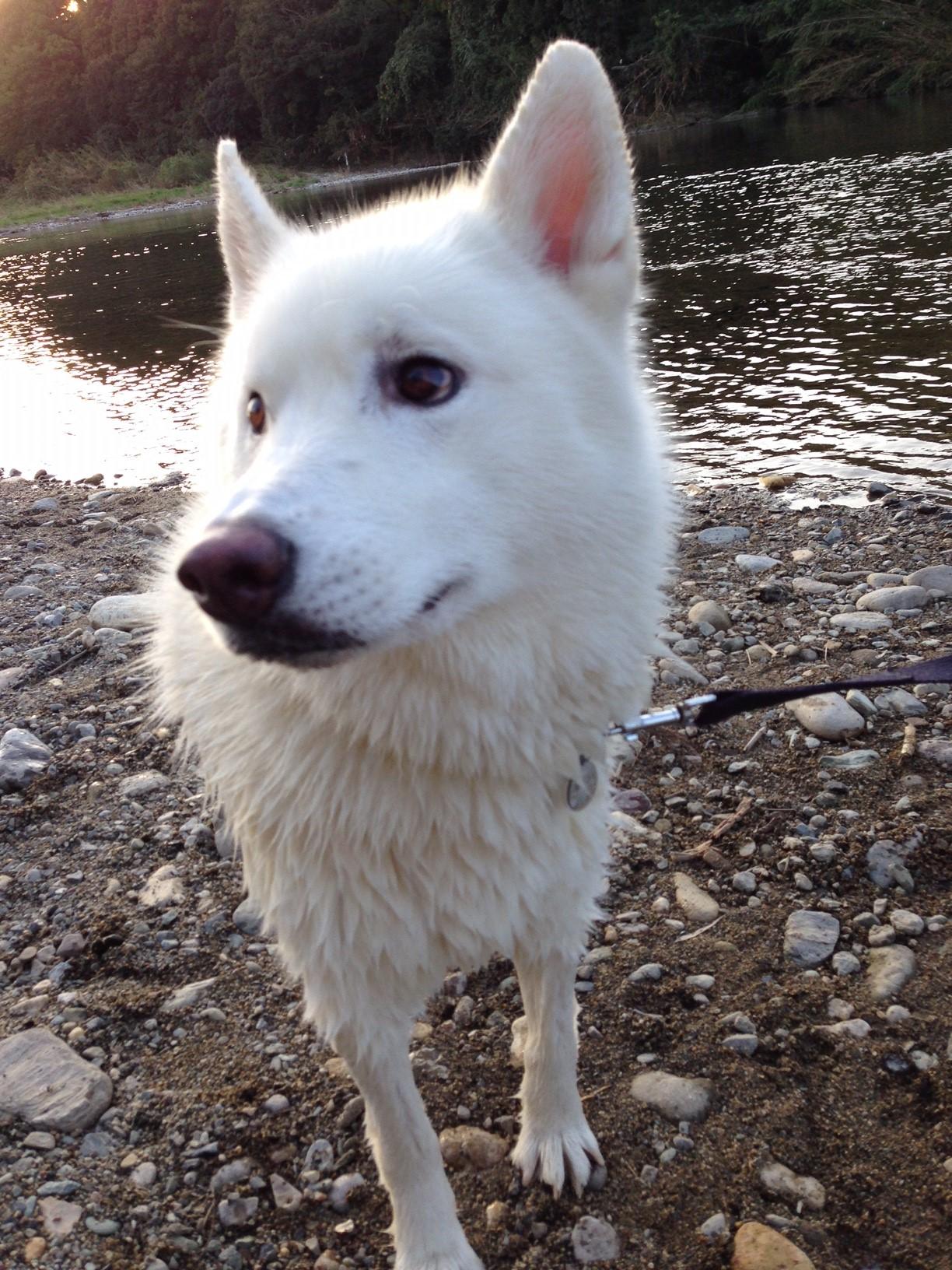 わんにゃんサイトの犬の写真