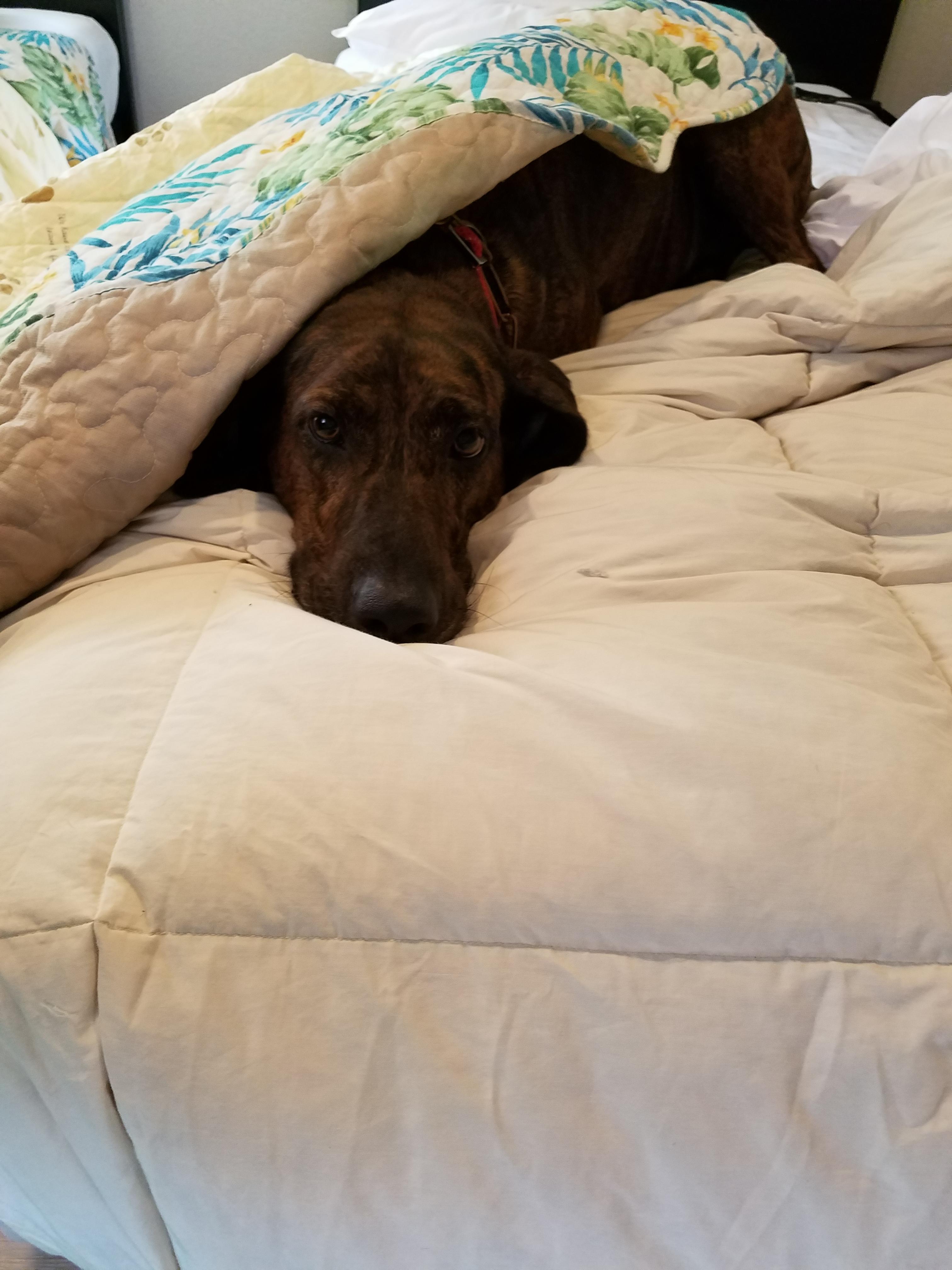 わんにゃんサイトの犬の写真