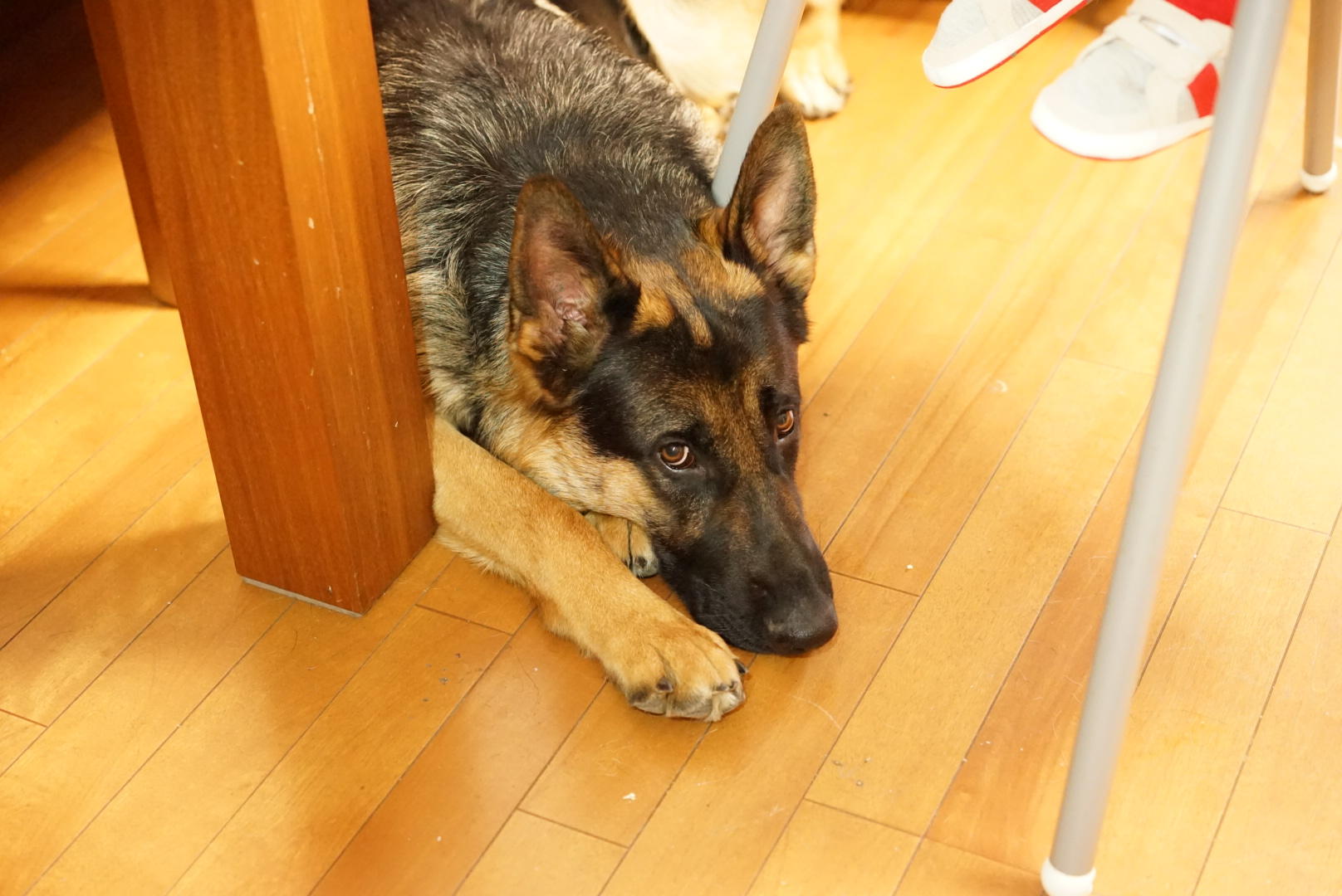 わんにゃんサイトの犬の写真