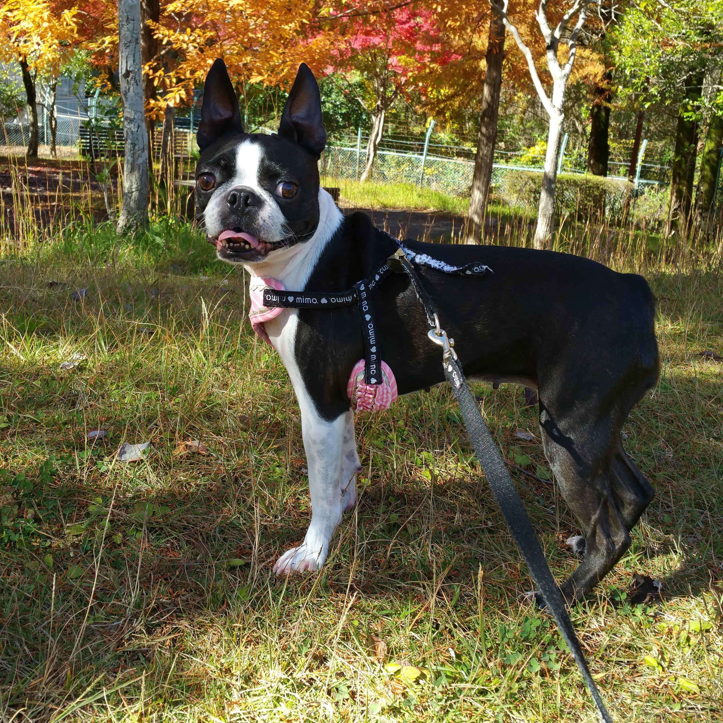 わんにゃんサイトの猫の写真