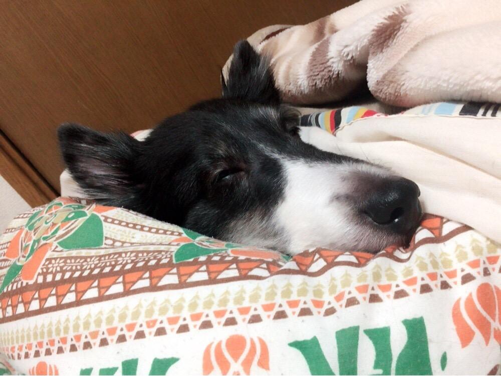 わんにゃんサイトの犬の写真