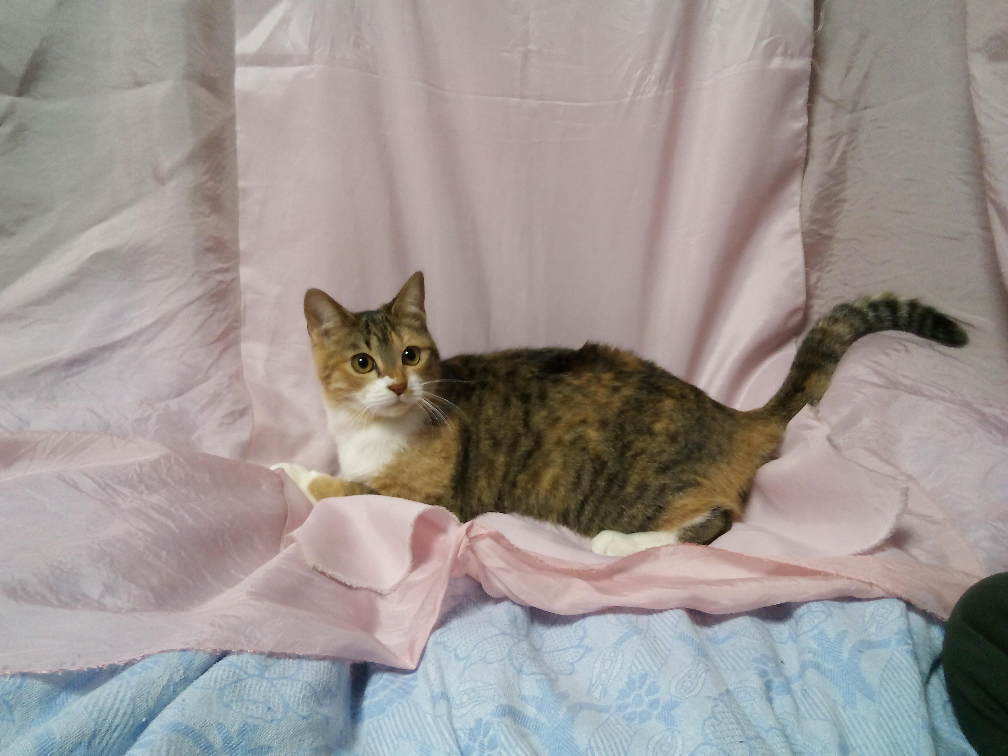 わんにゃんサイトの猫の写真