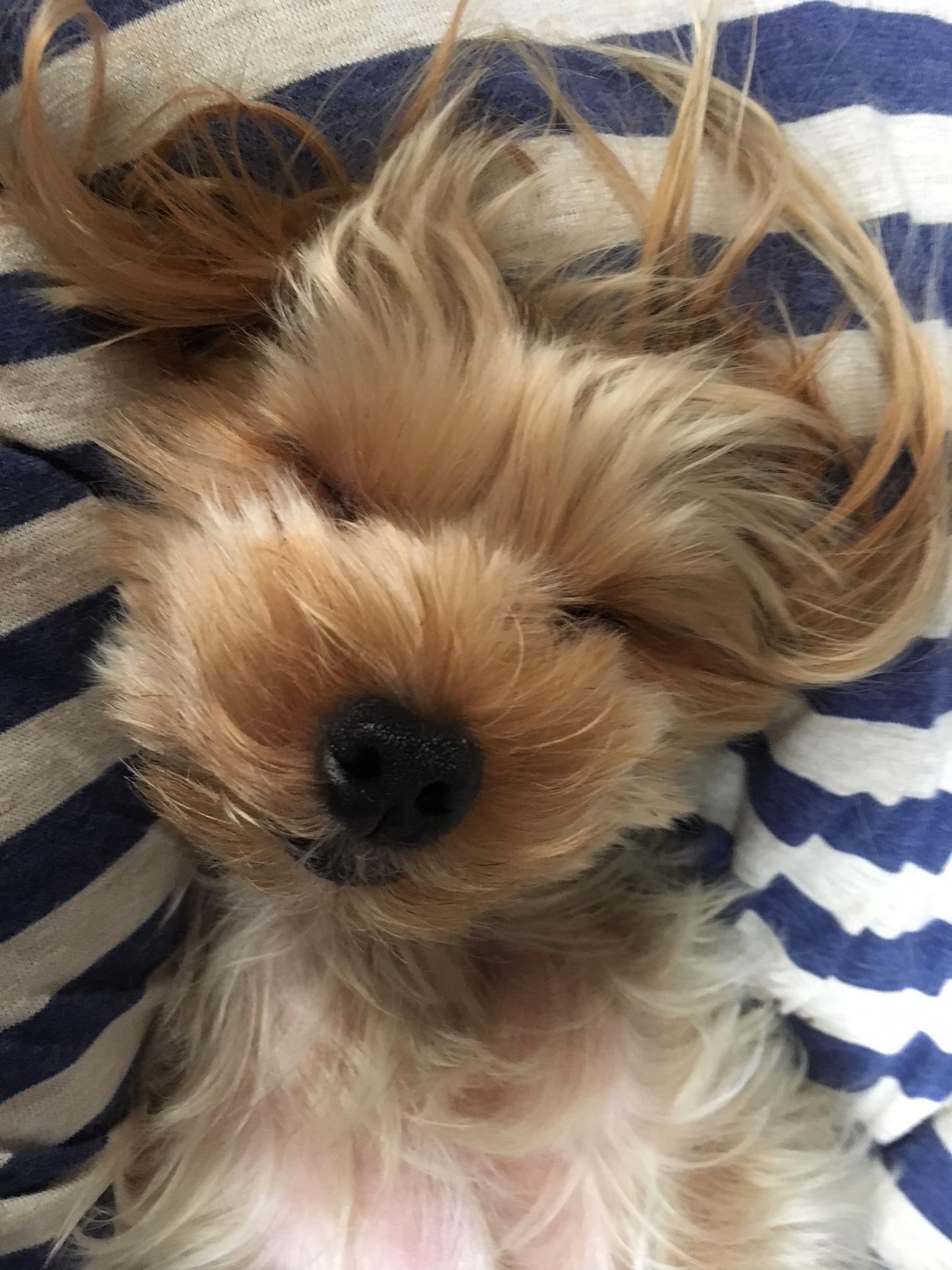 わんにゃんサイトの犬の写真