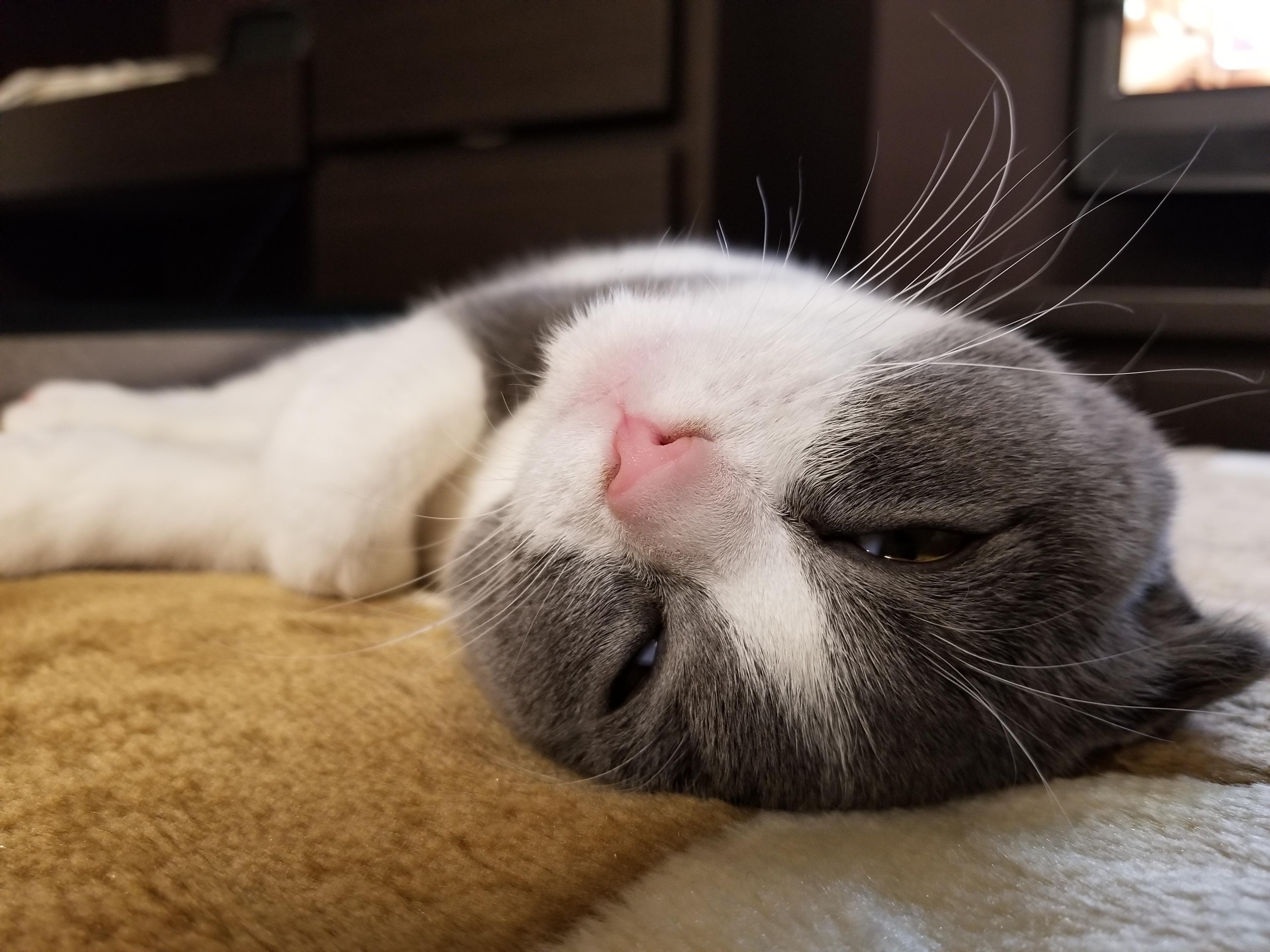 わんにゃんサイトの猫の写真