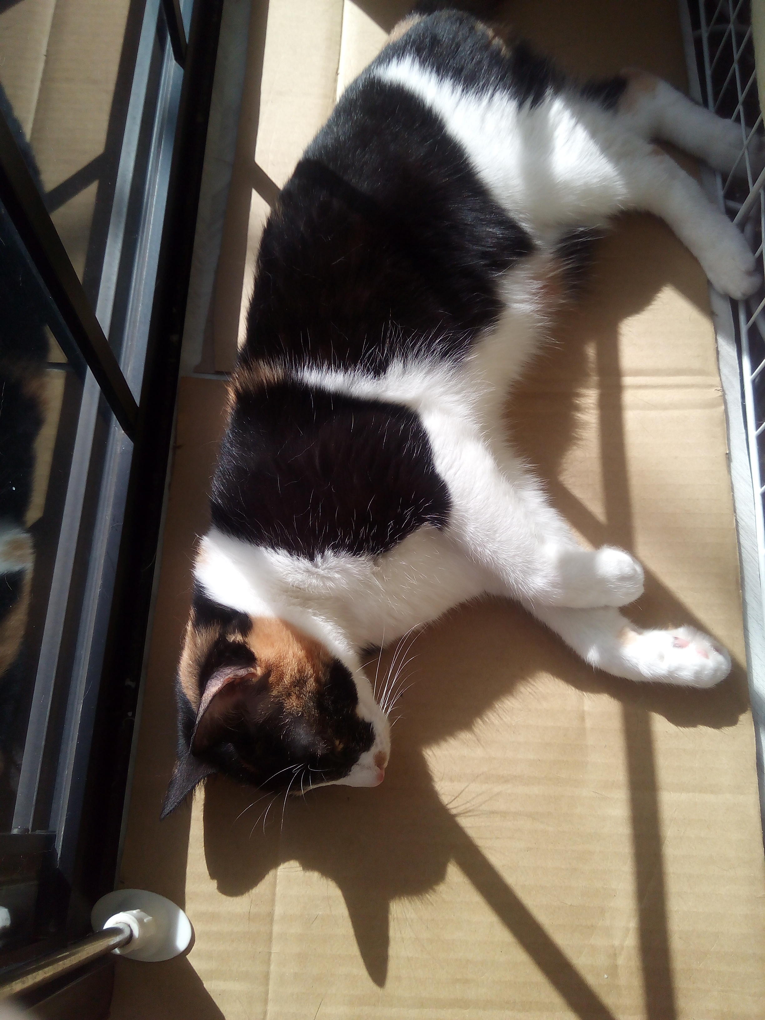 わんにゃんサイトの猫の写真