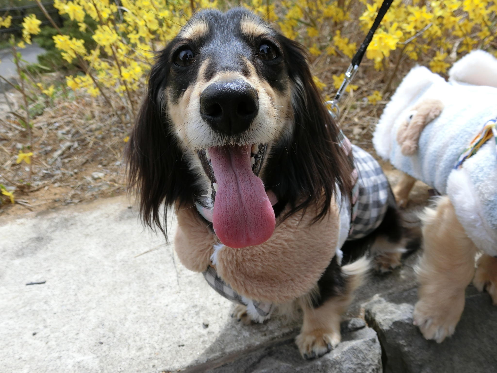 わんにゃんサイトの犬の写真