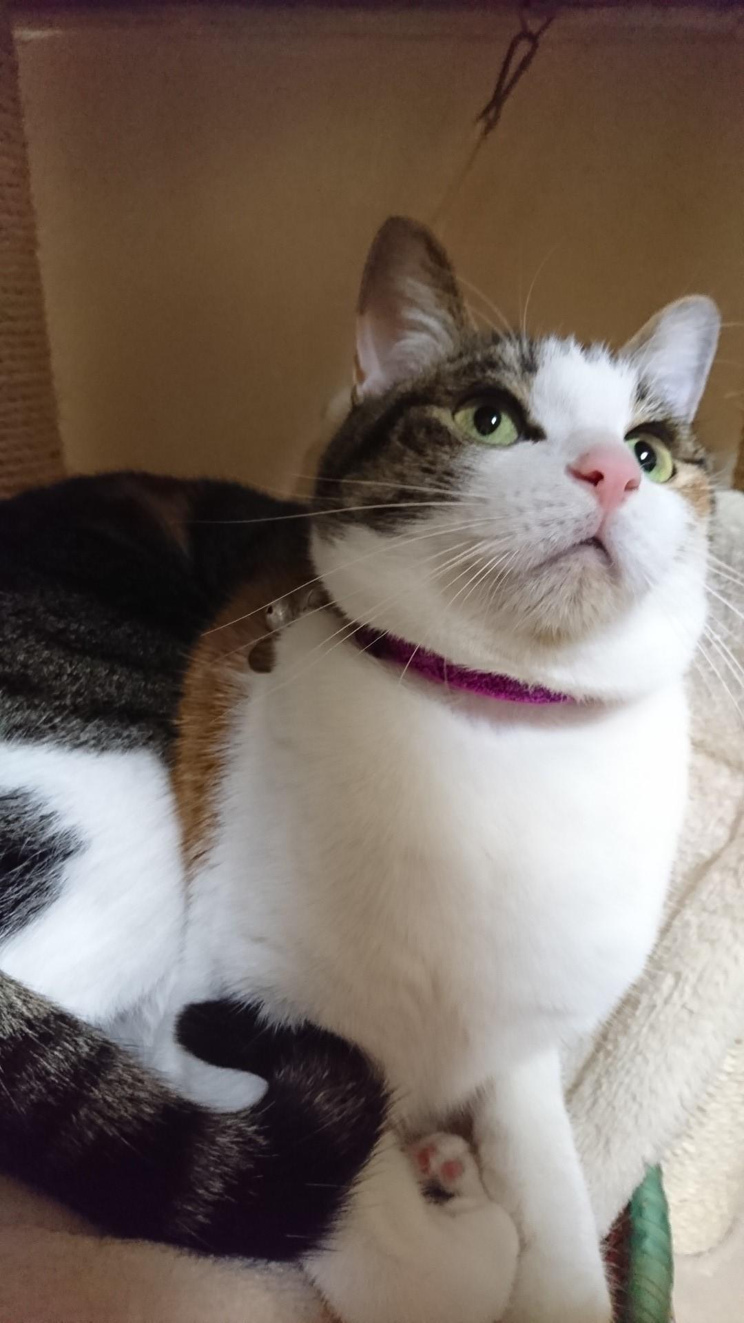 わんにゃんサイトの猫の写真