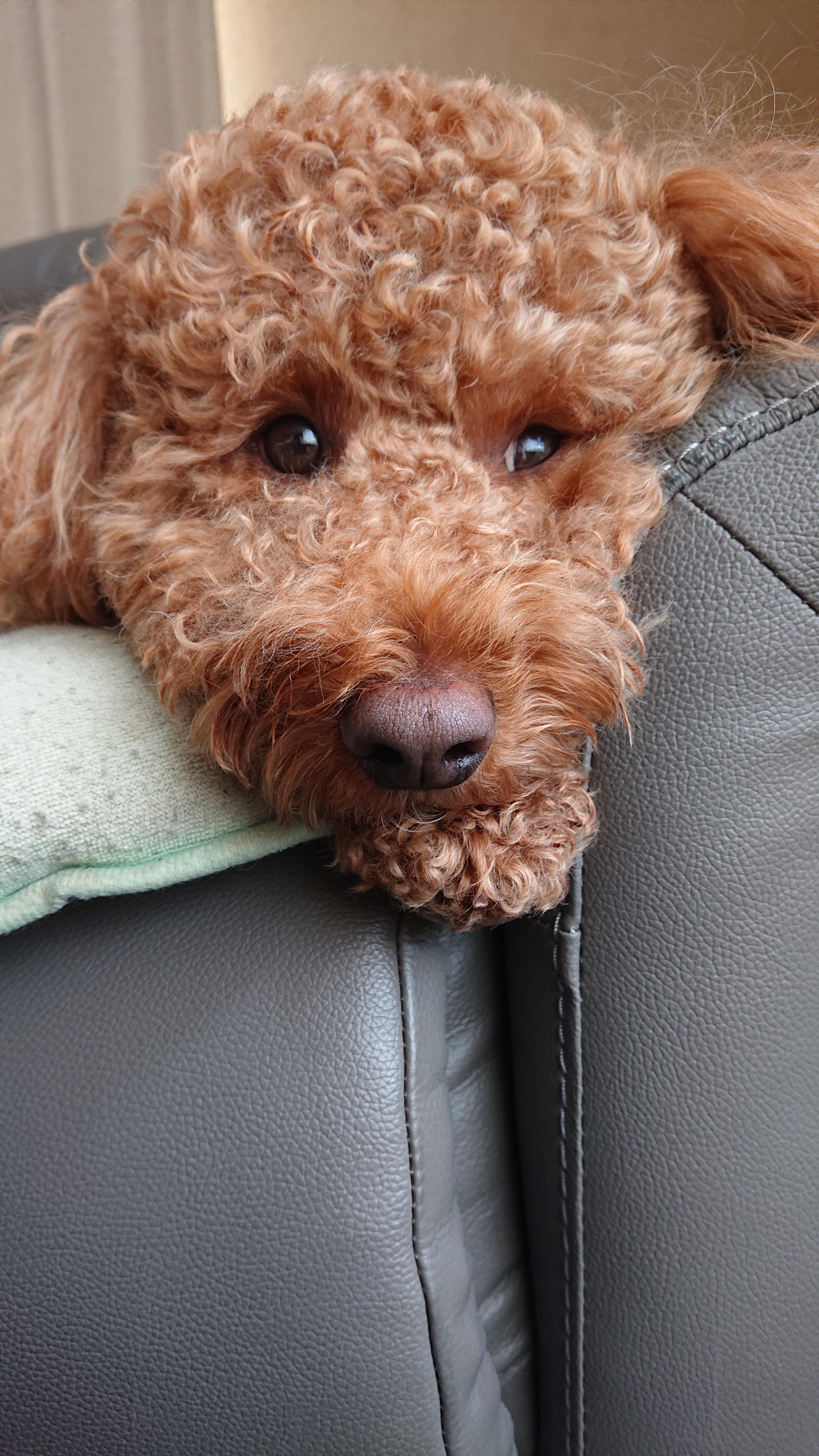 わんにゃんサイトの犬の写真