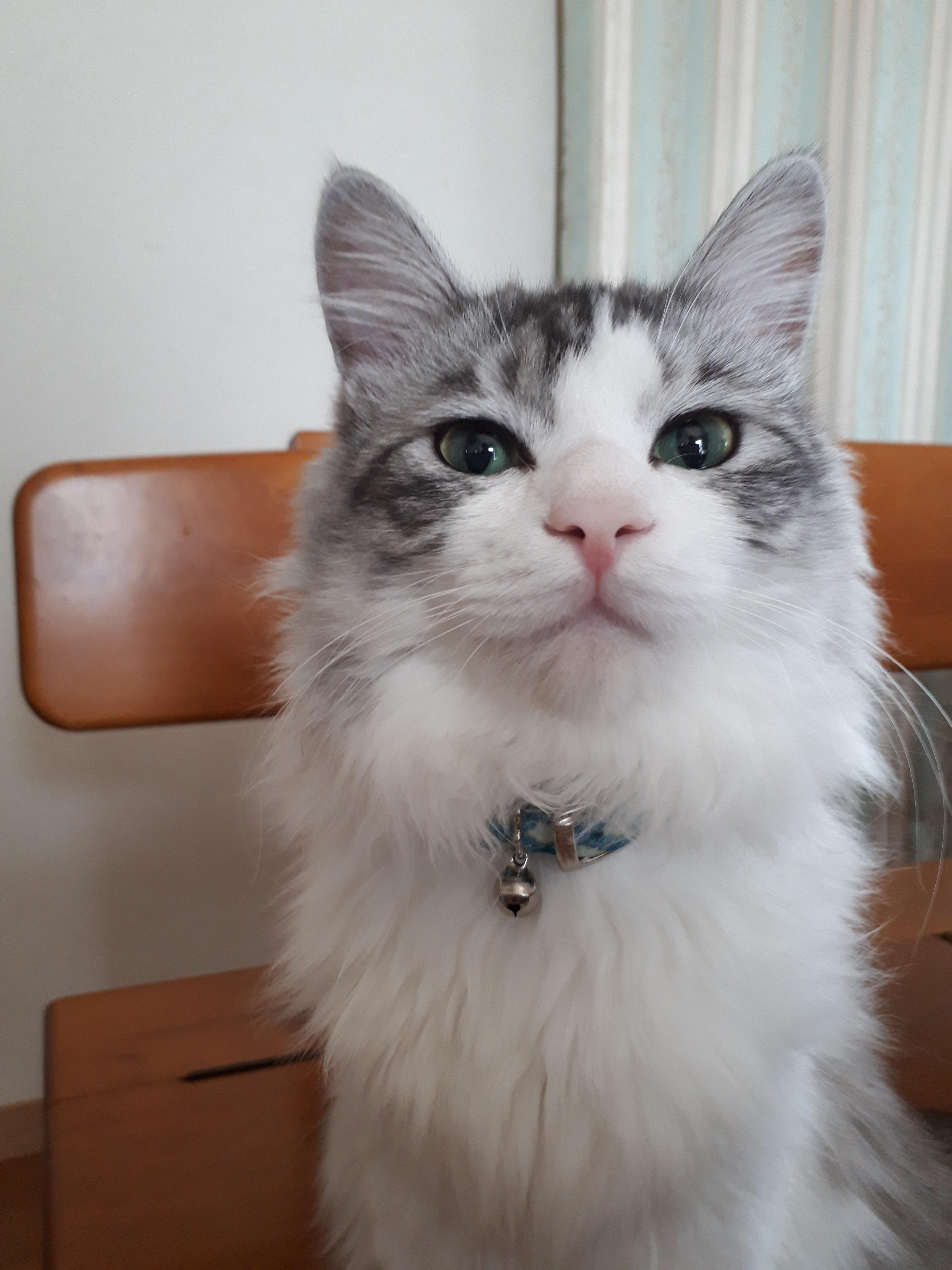 わんにゃんサイトの猫の写真