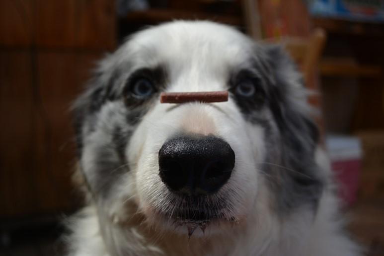 わんにゃんサイトの犬の写真