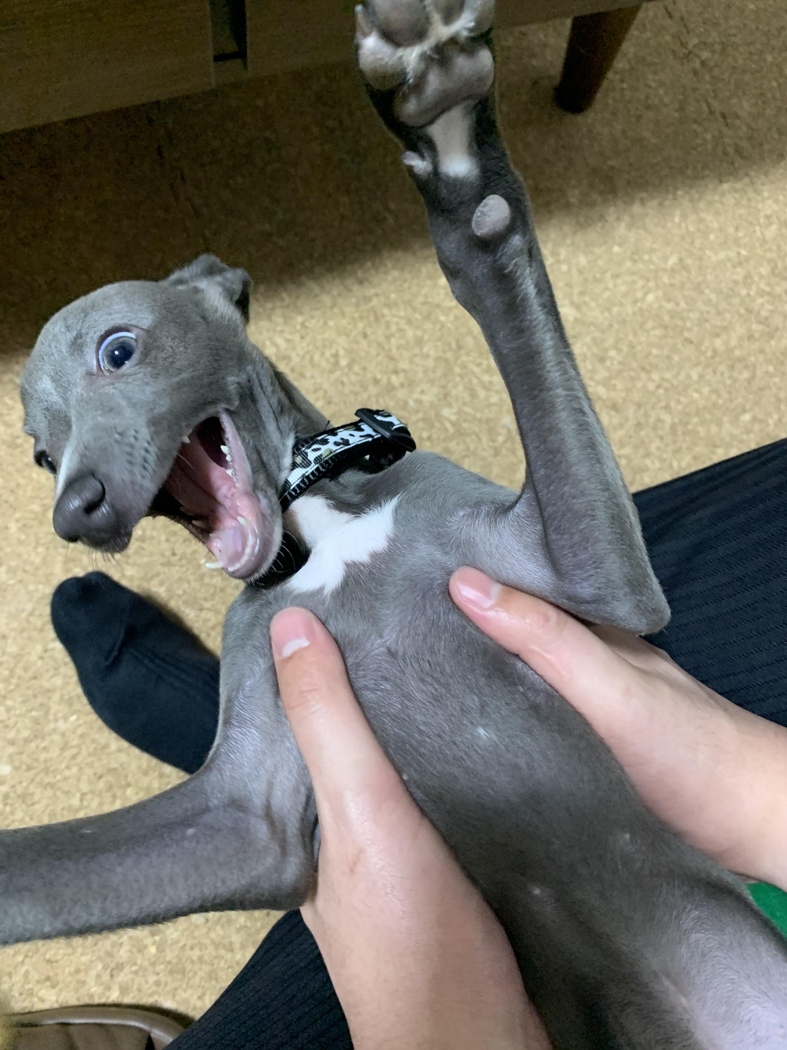 わんにゃんサイトの犬の写真