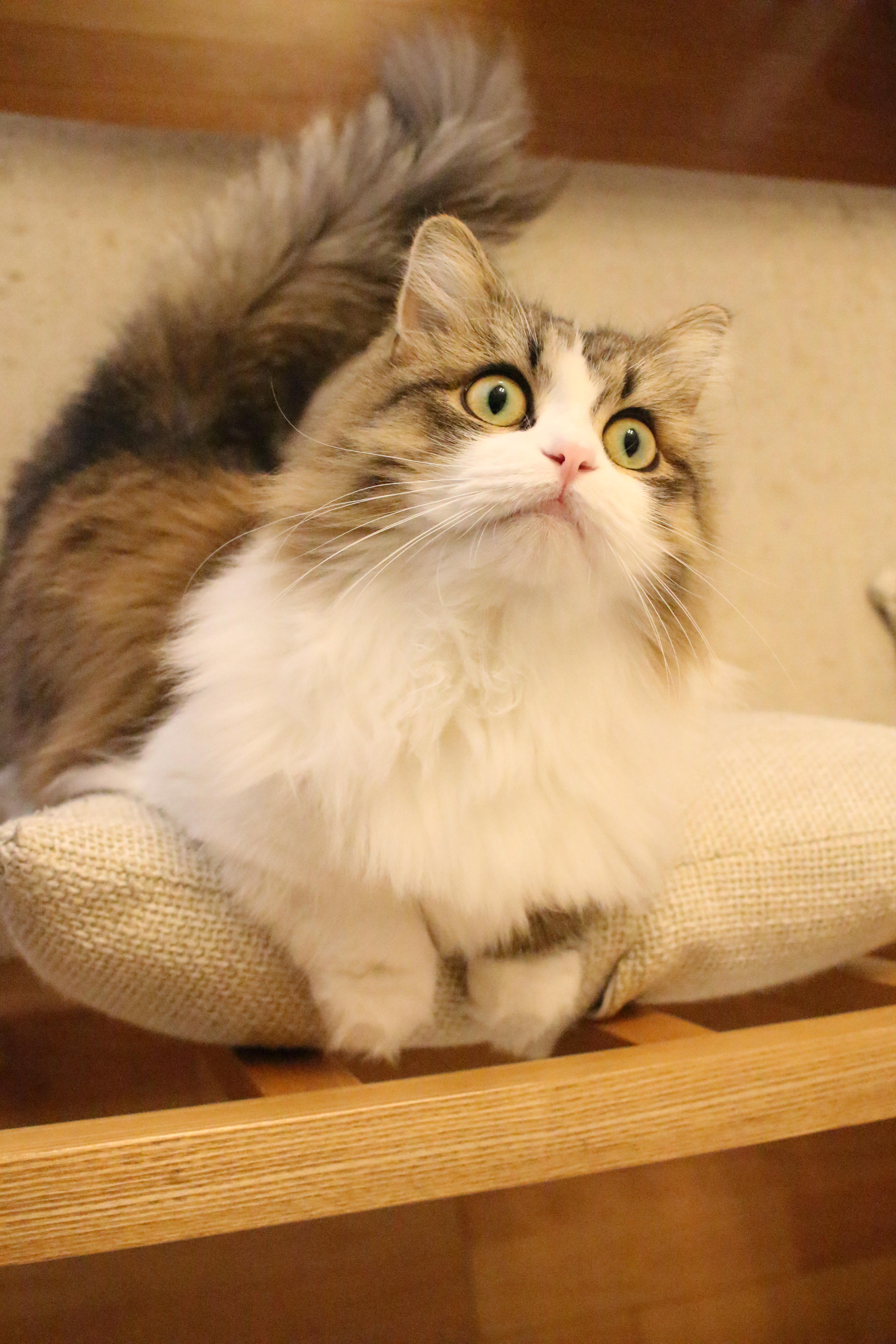 わんにゃんサイトの猫の写真