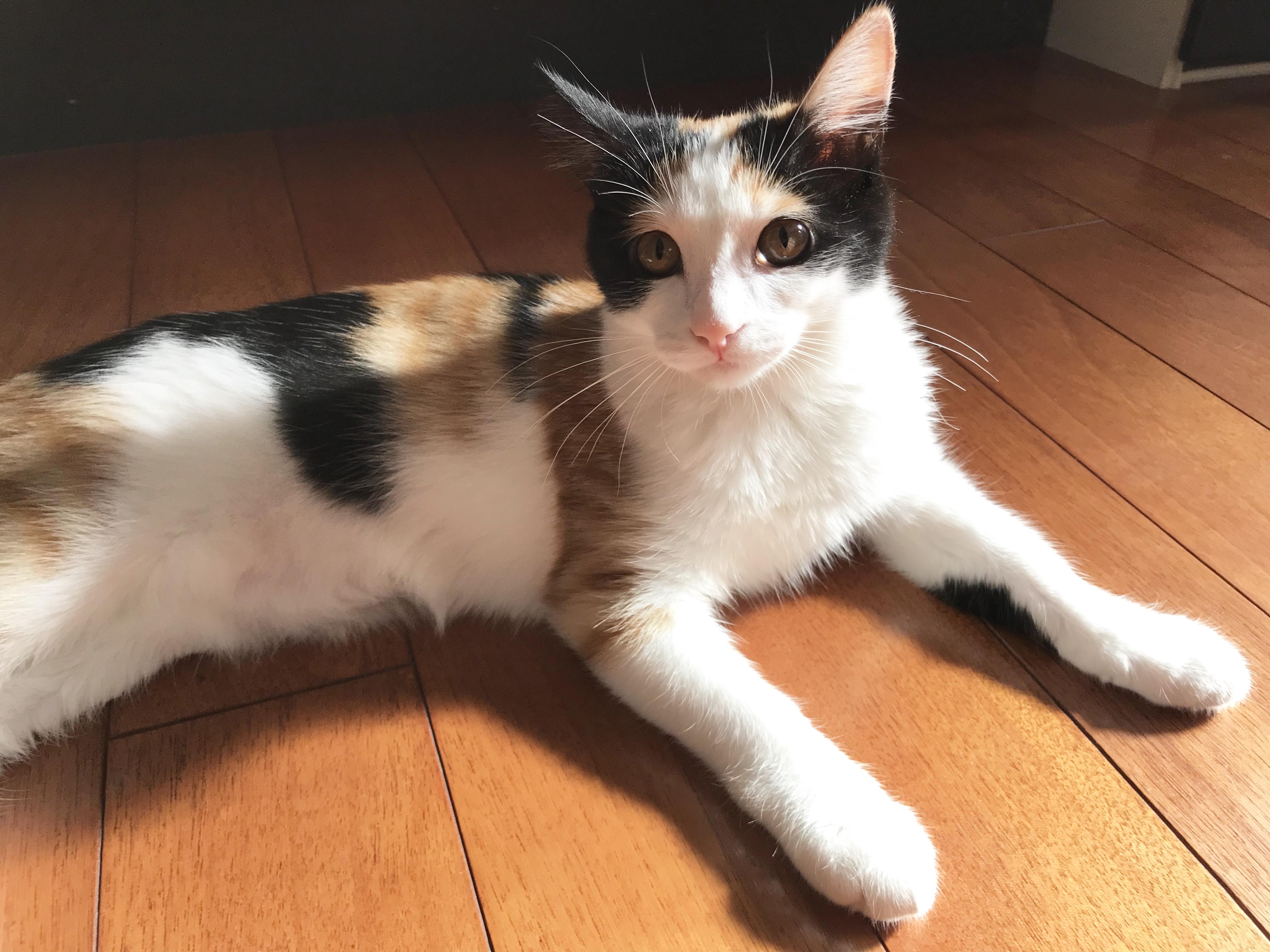 わんにゃんサイトの猫の写真