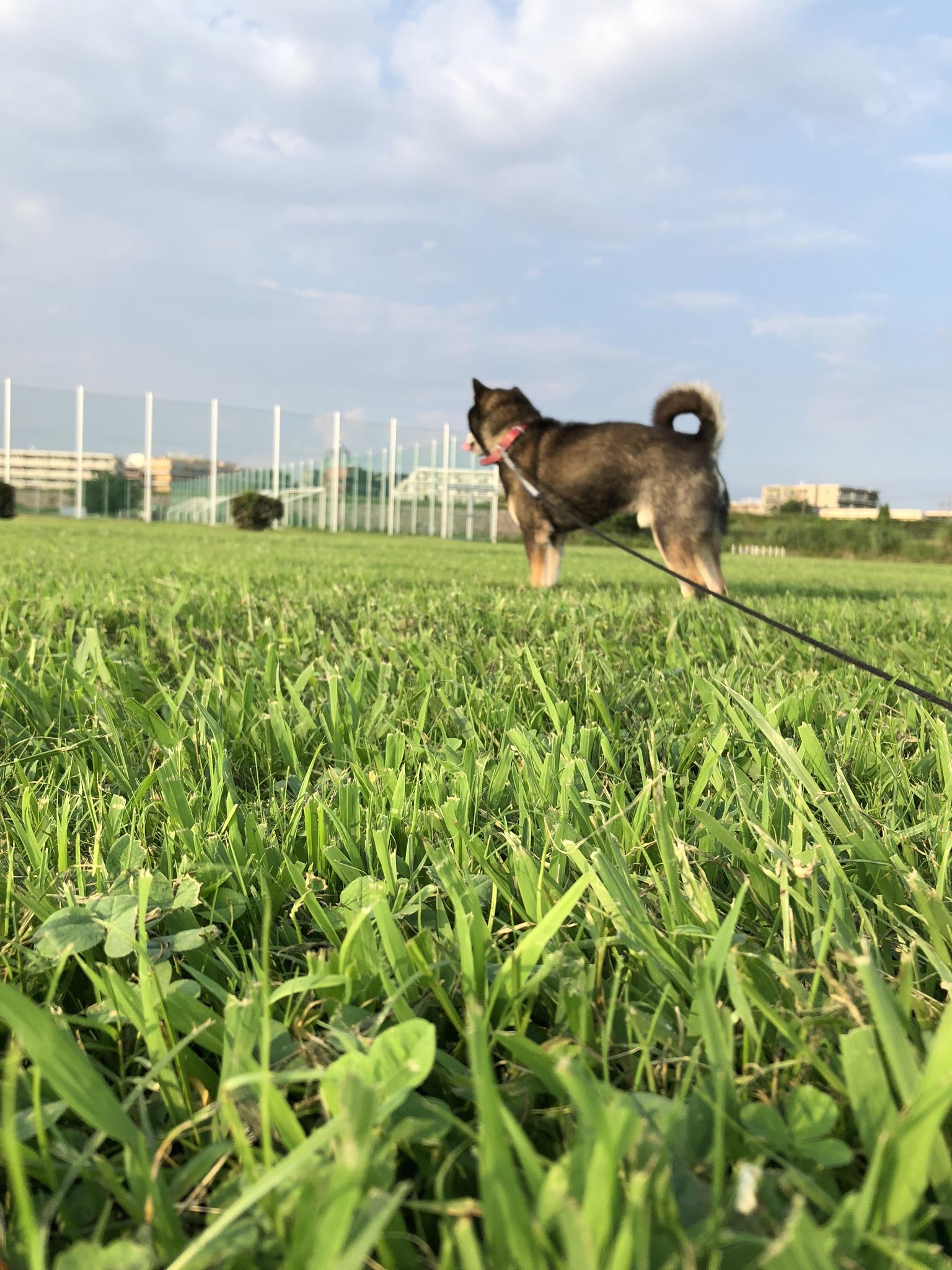 わんにゃんサイトの犬の写真