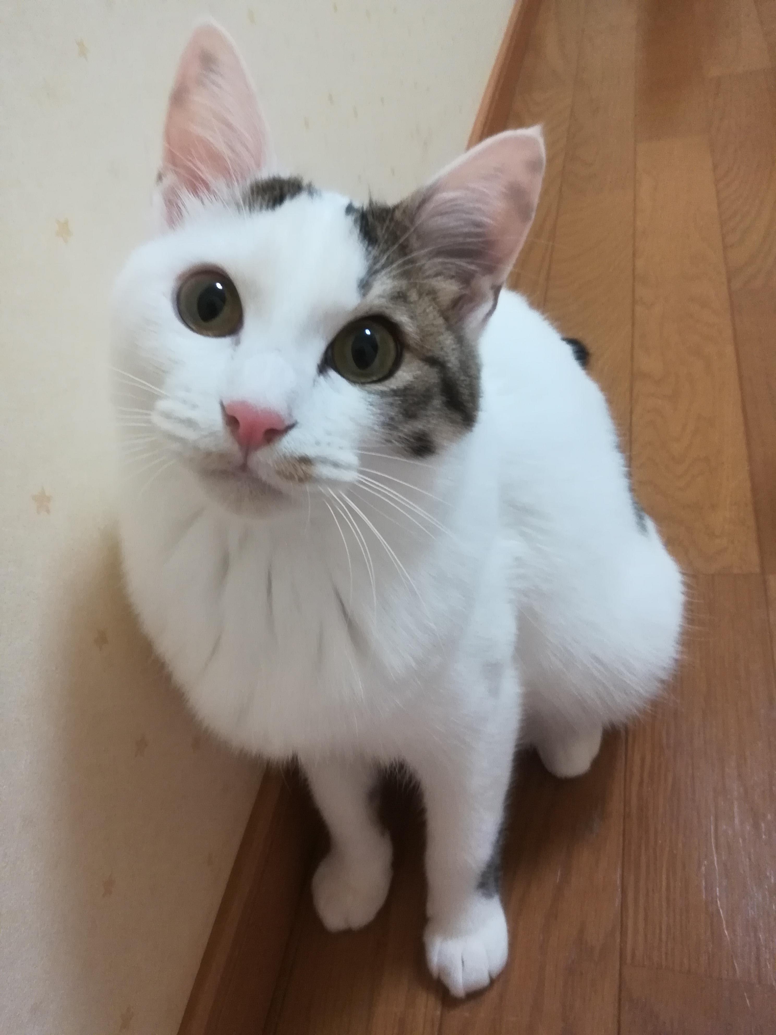 わんにゃんサイトの猫の写真