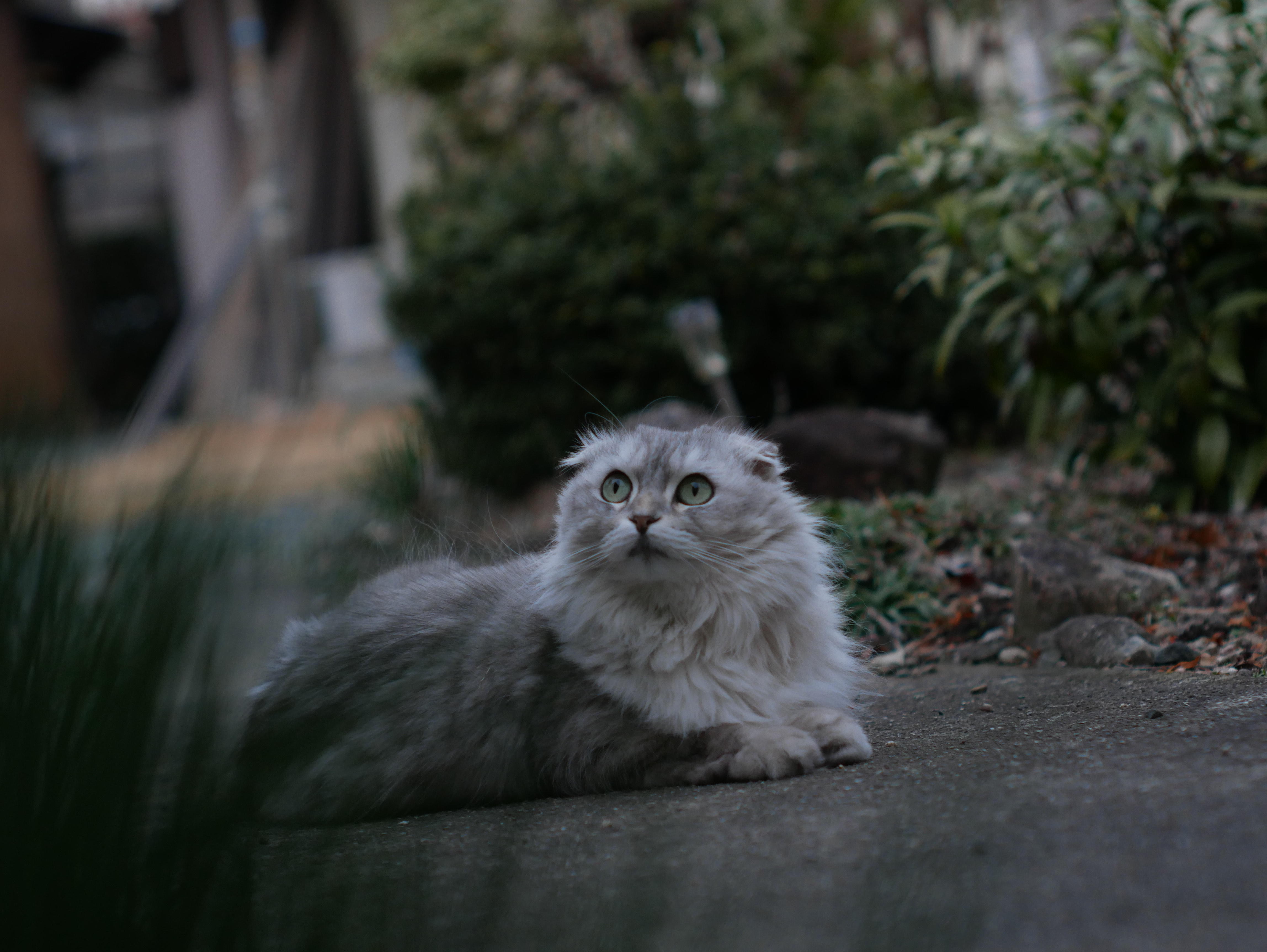 わんにゃんサイトの猫の写真